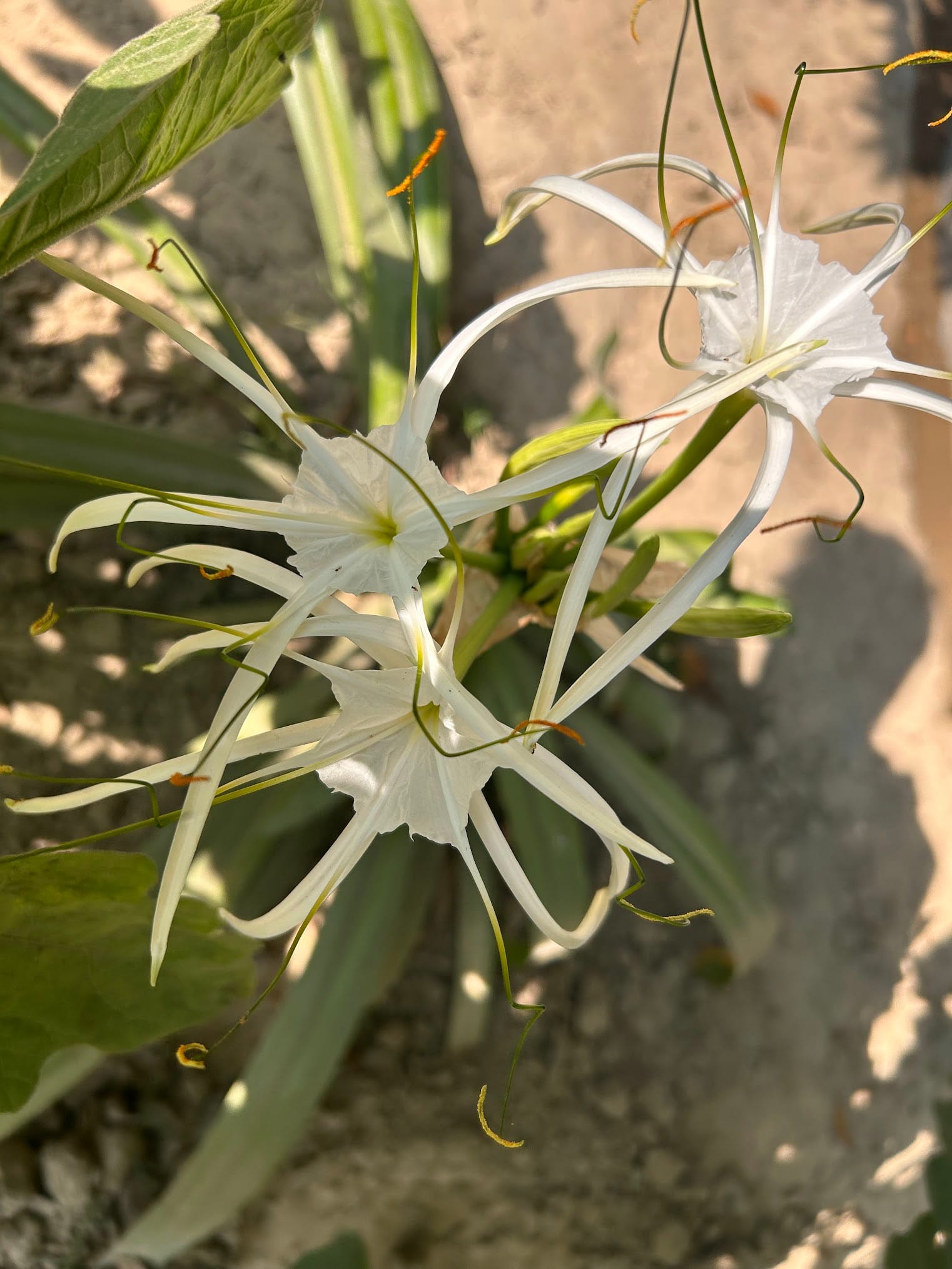 Spider lily blooming