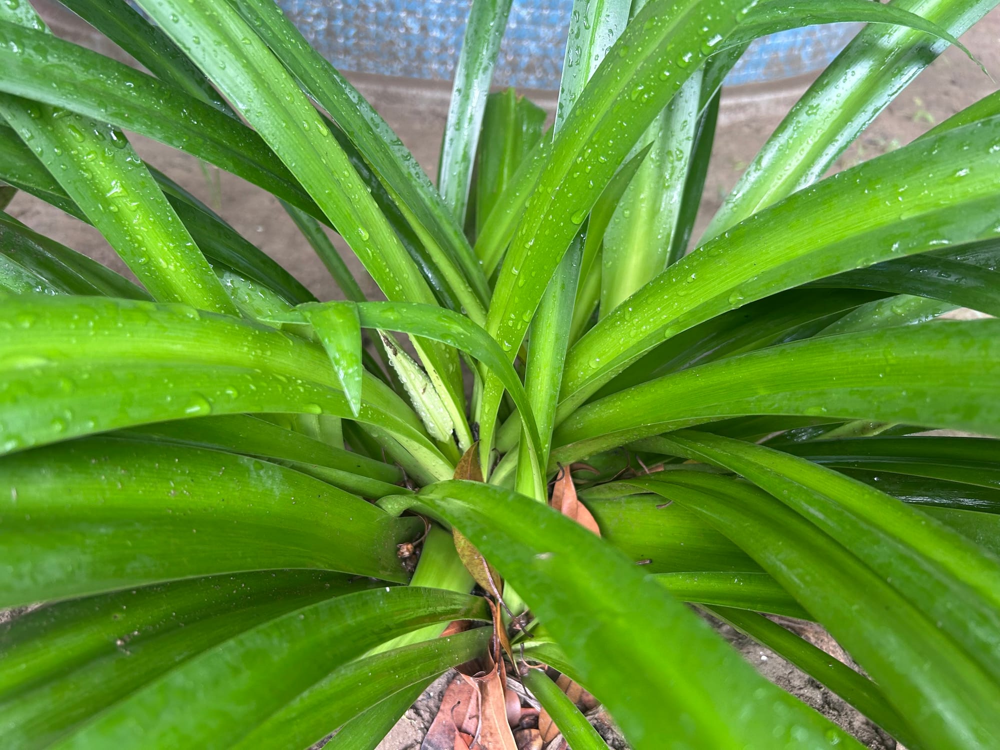 Bud appearing of spider lily