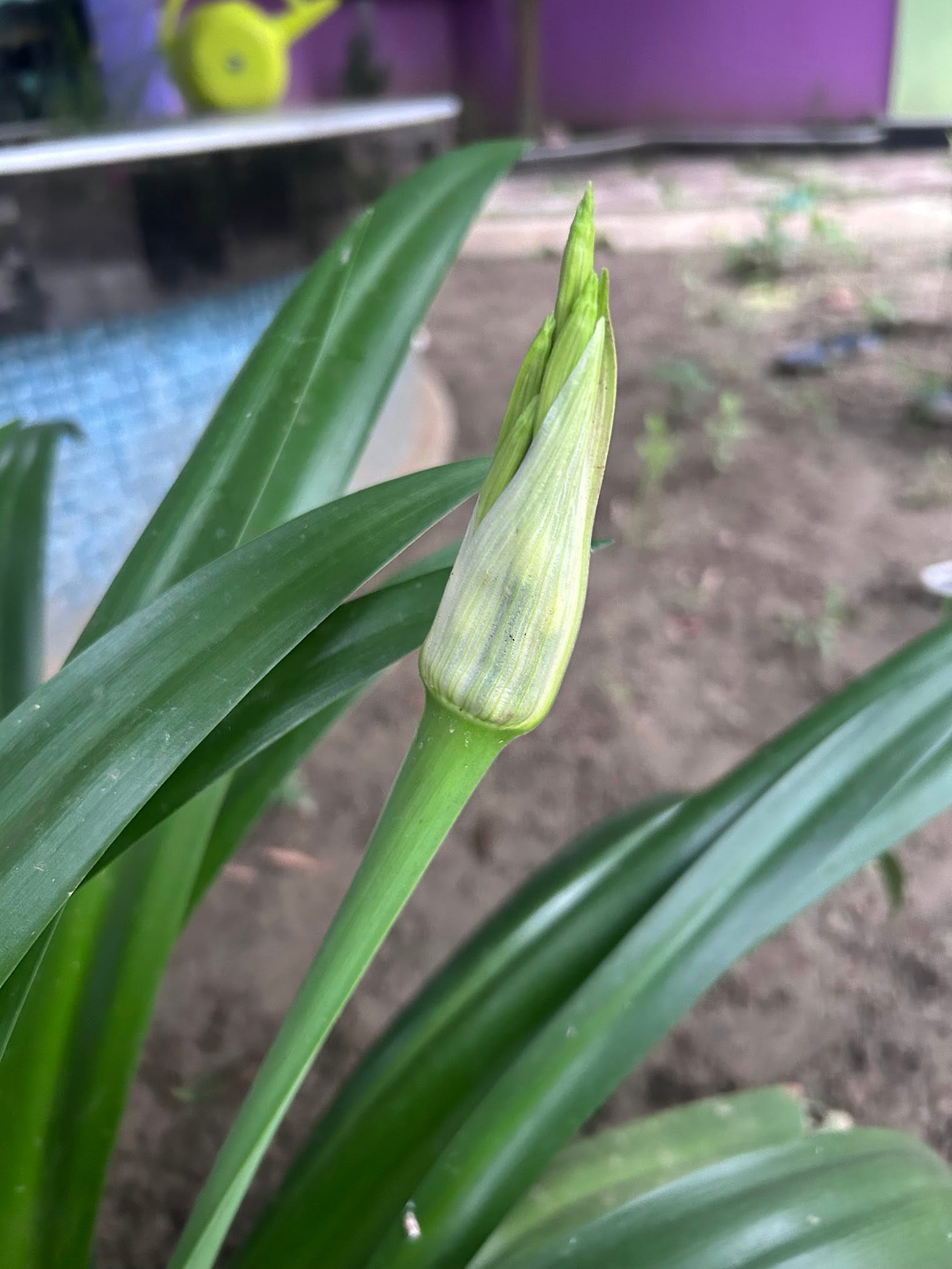 Spider lily bud