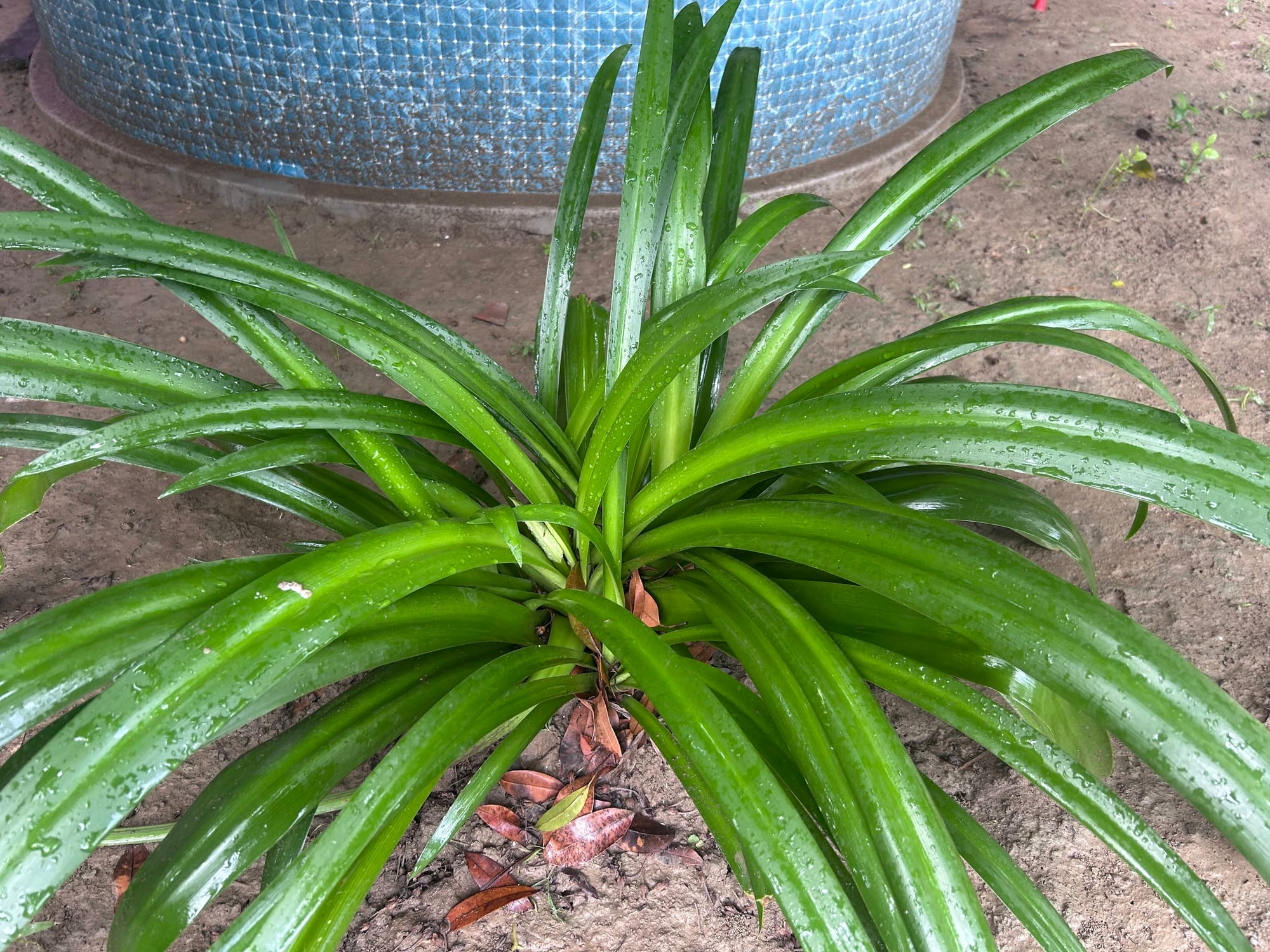 Spider lily pre-blooming