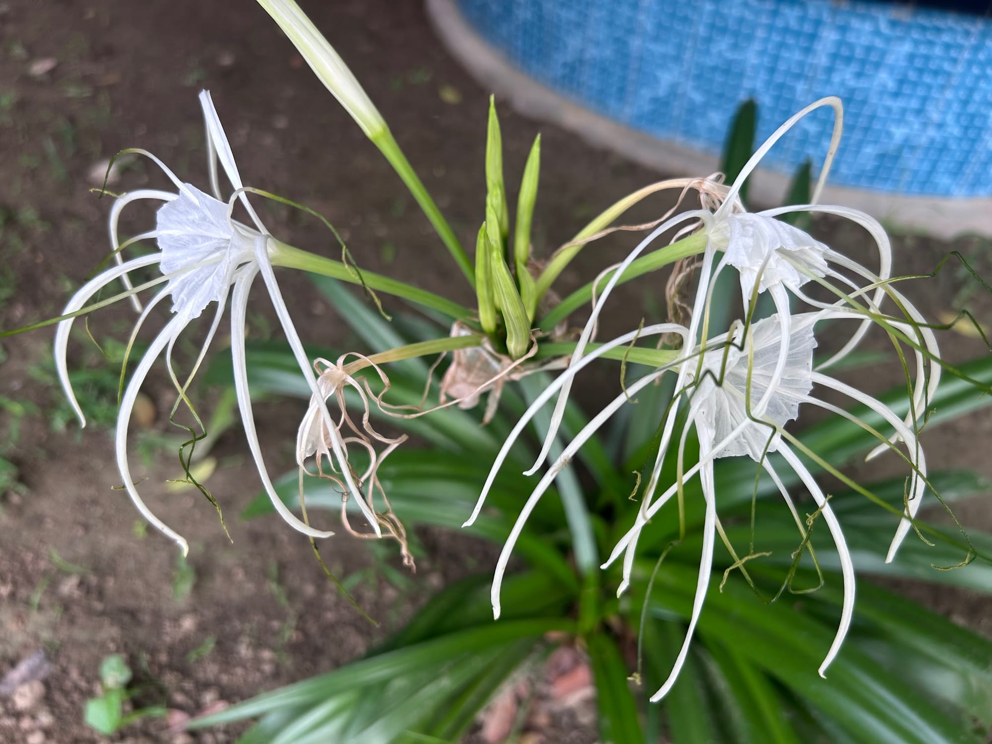 Spider lily blooms in Florida