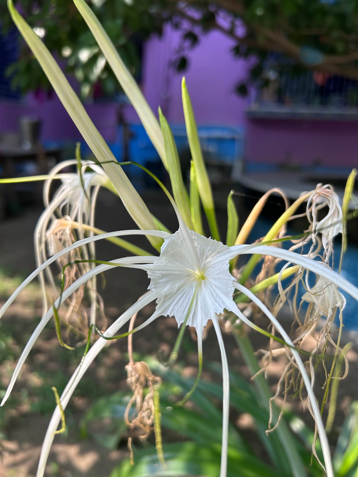 Spider lily