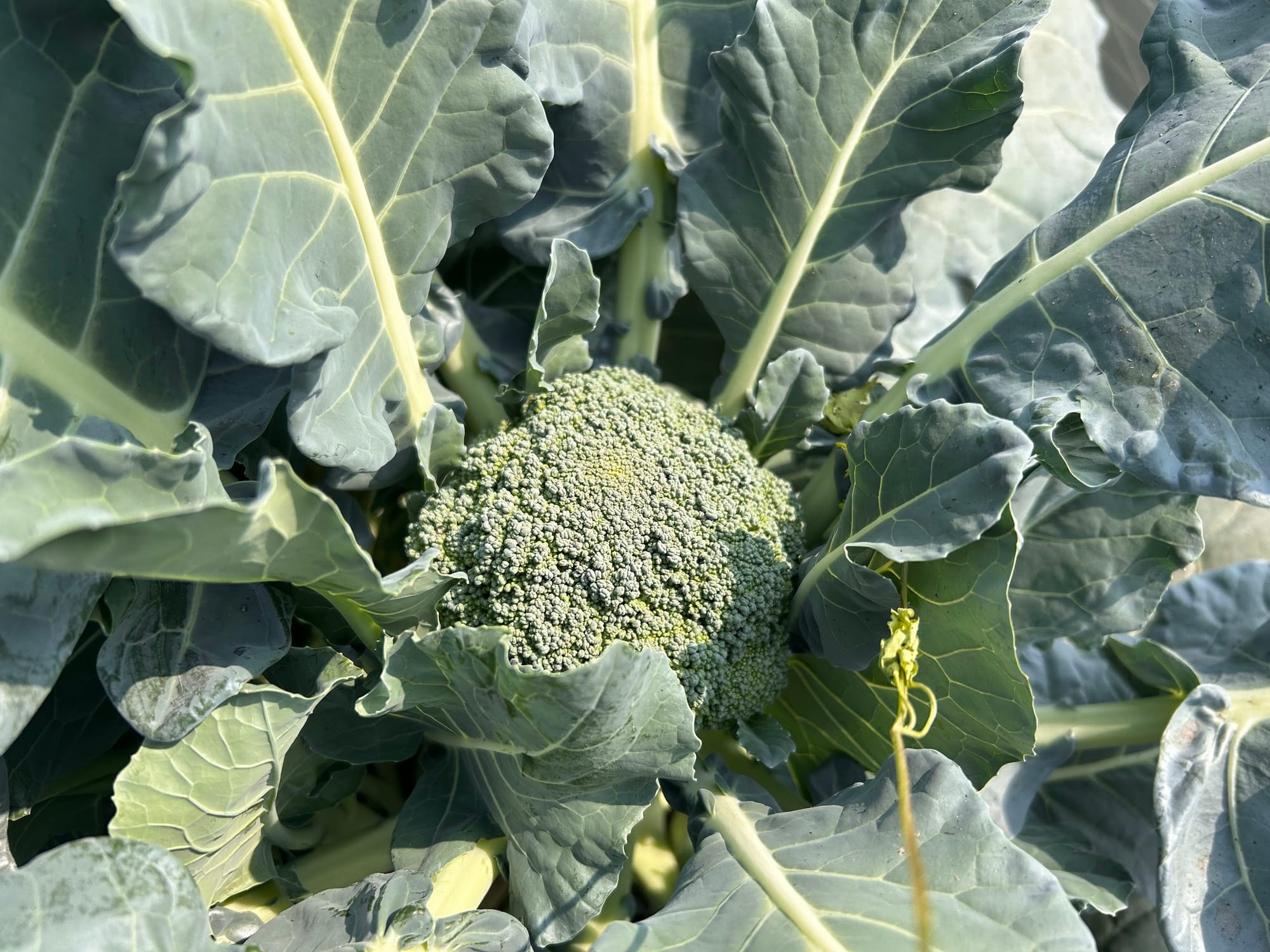 Growing broccoli in Florida