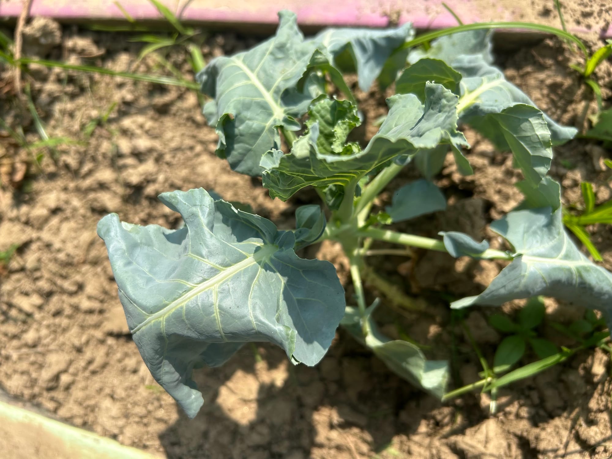 How to Grow Broccoli in Florida