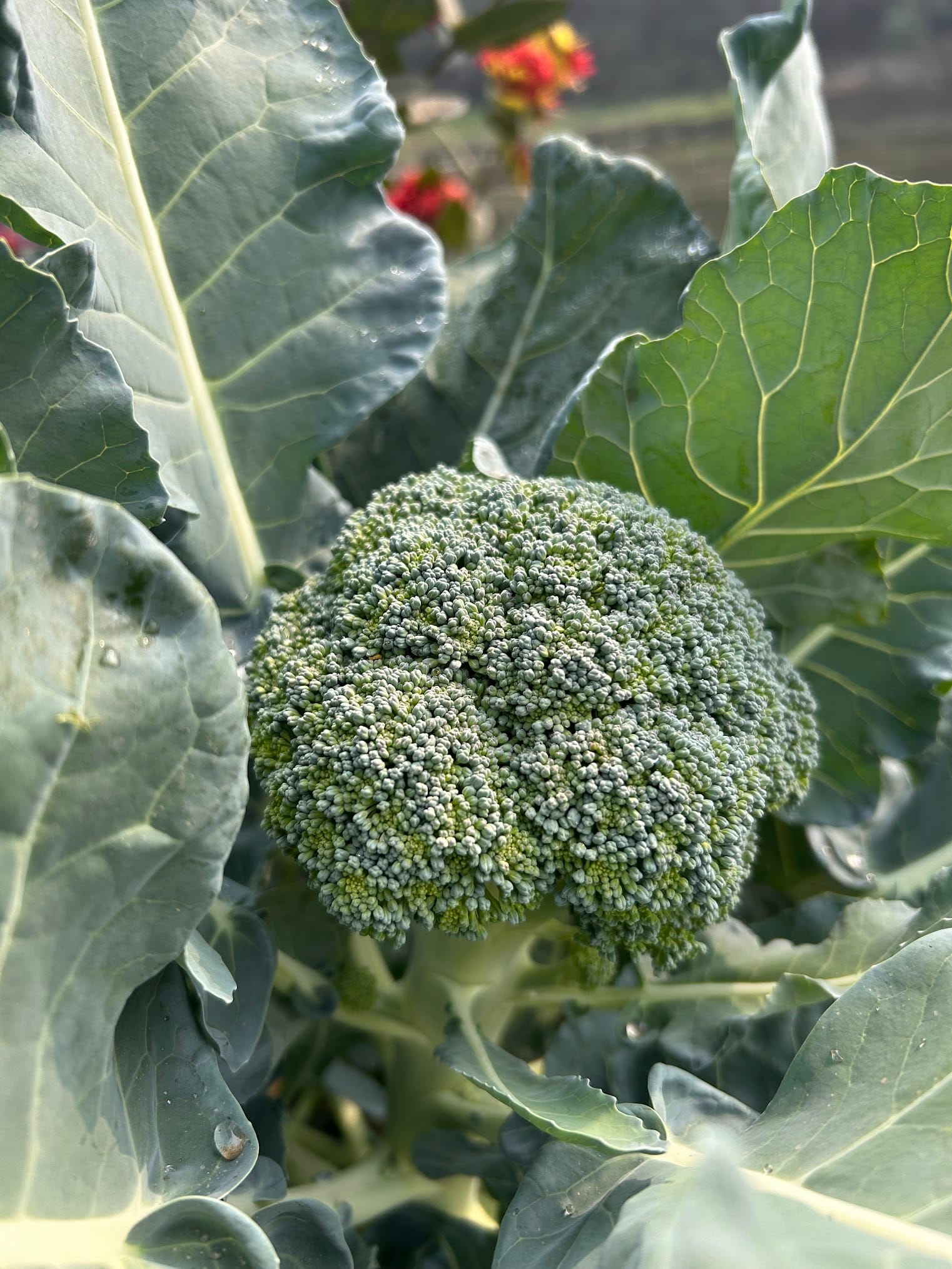 How to Grow Broccoli in Florida