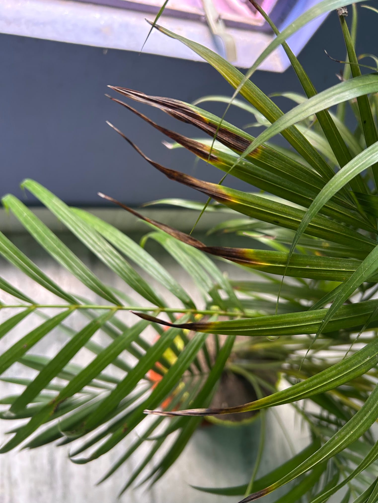 Brown leaf tips of areca palm due to sudden cold