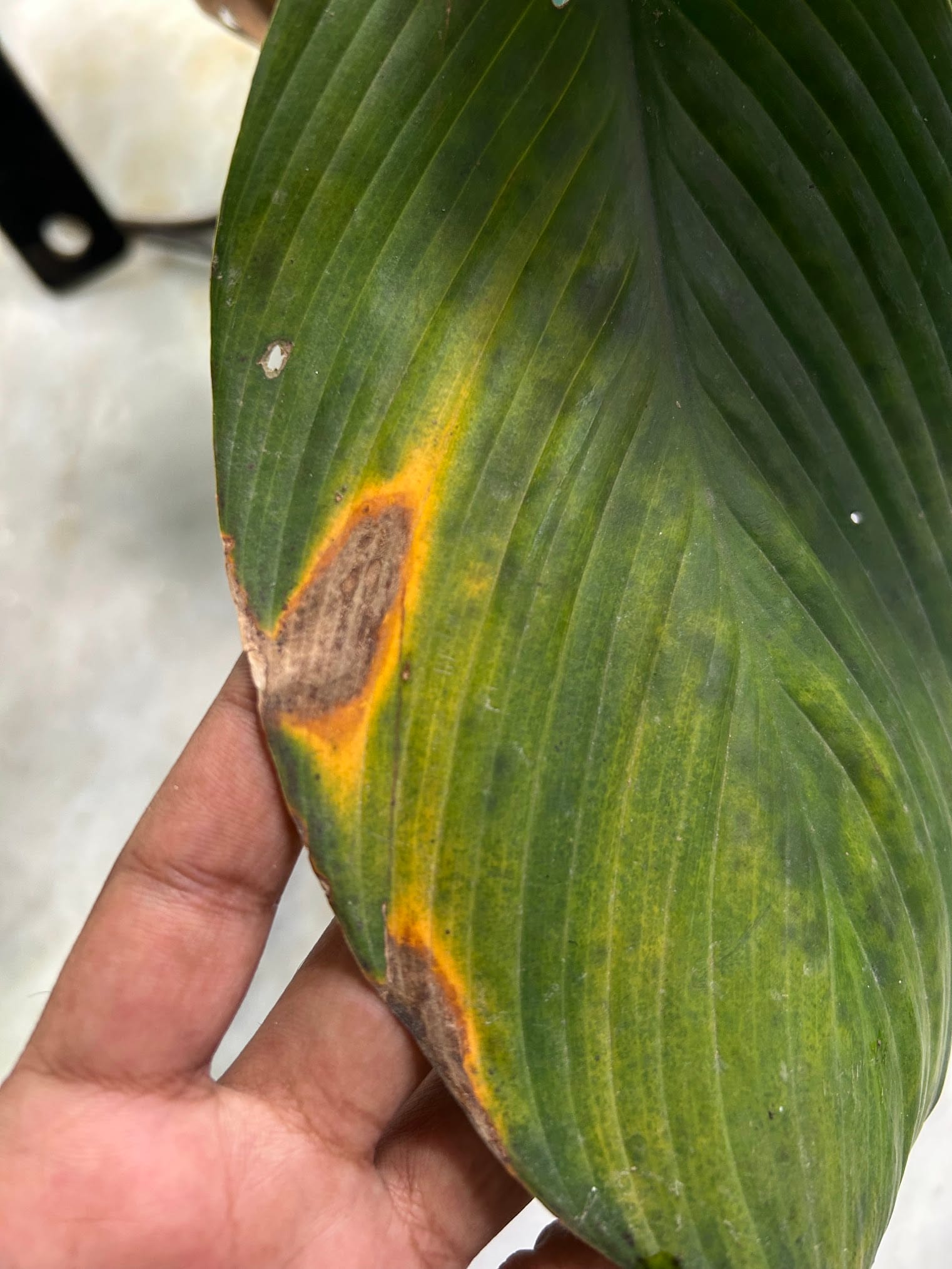 Brown spots on Peace Lily