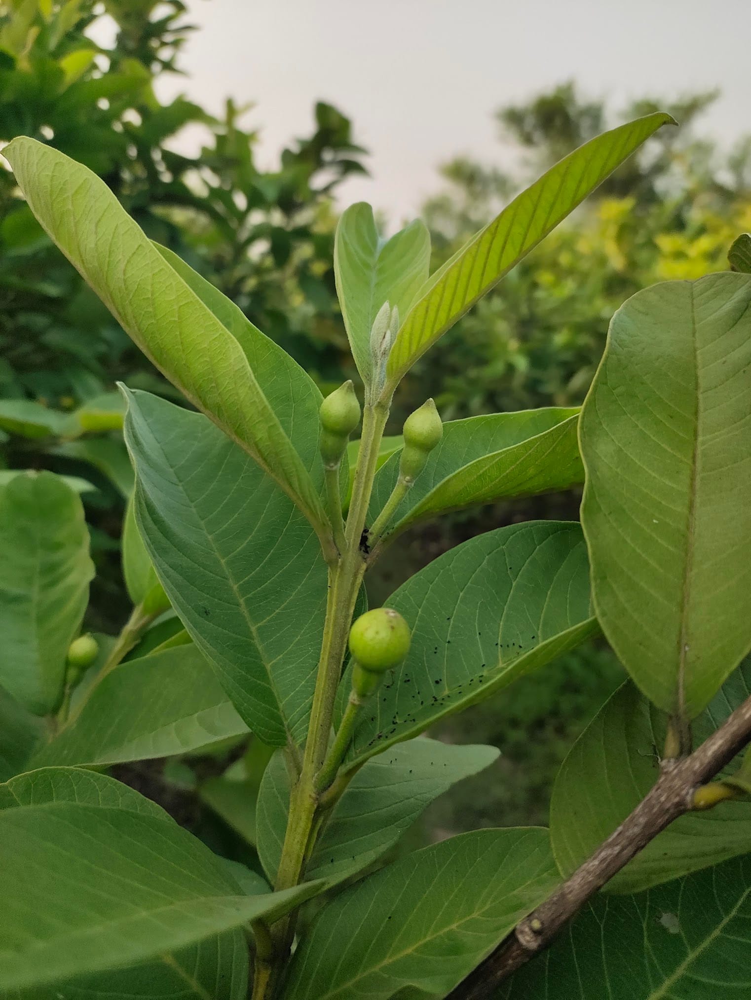 Guava buds