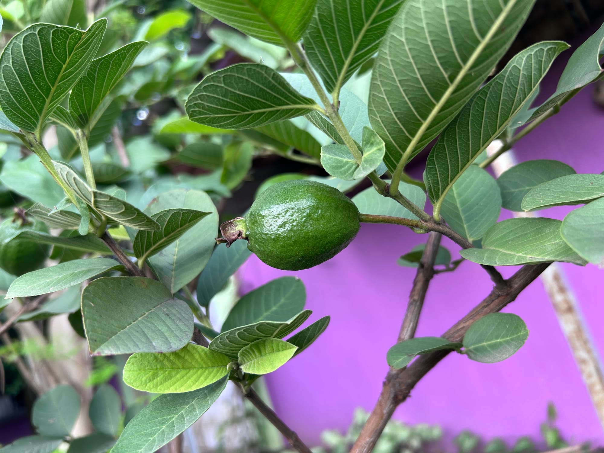 Guava in Florida