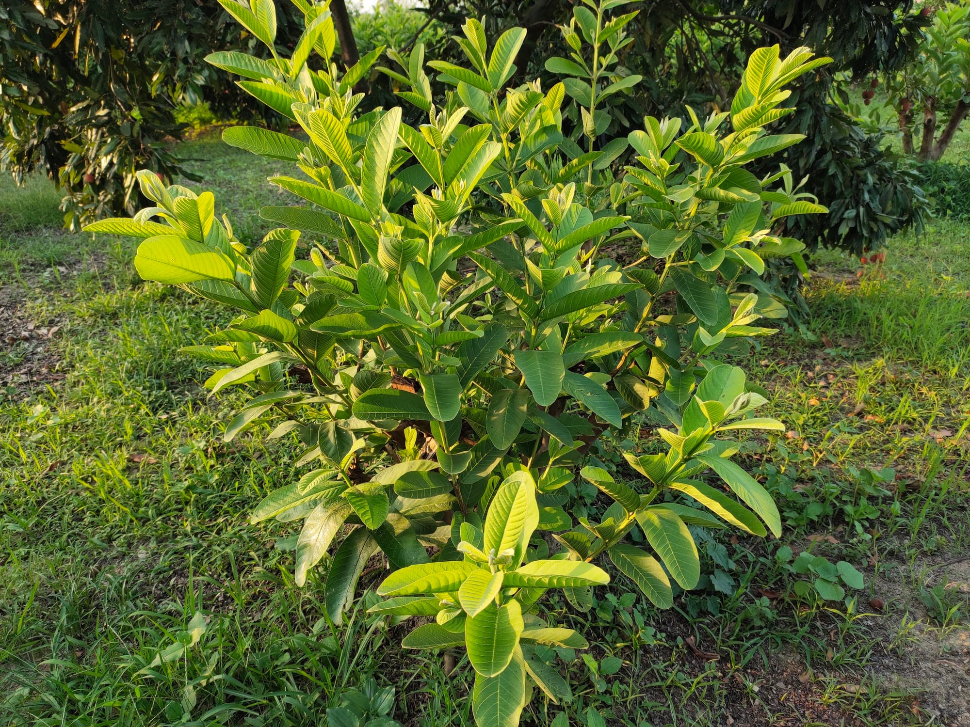 Guava pruning in Florida