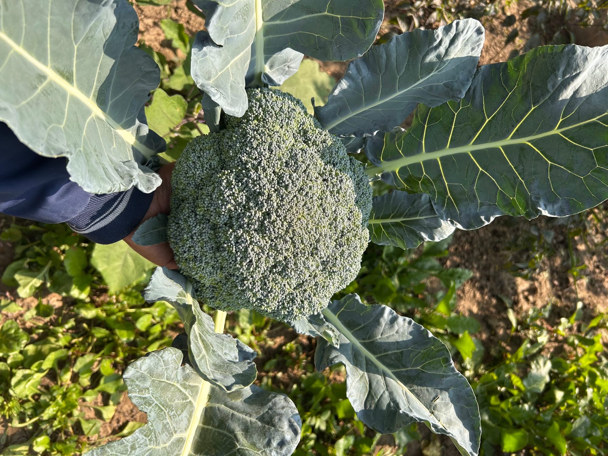 How to Grow Broccoli in Florida