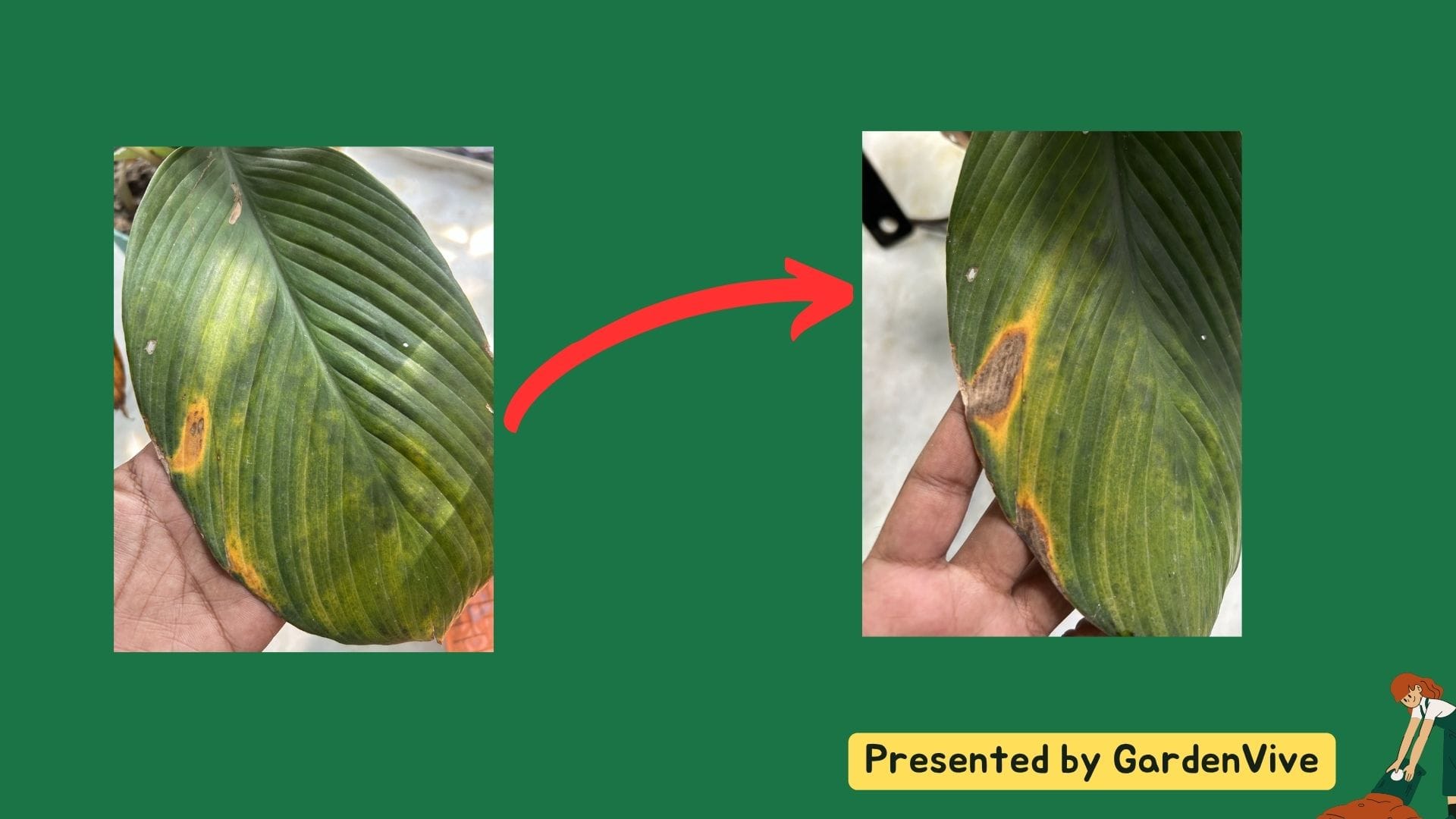 Peace lily leaf yellow and brown spots