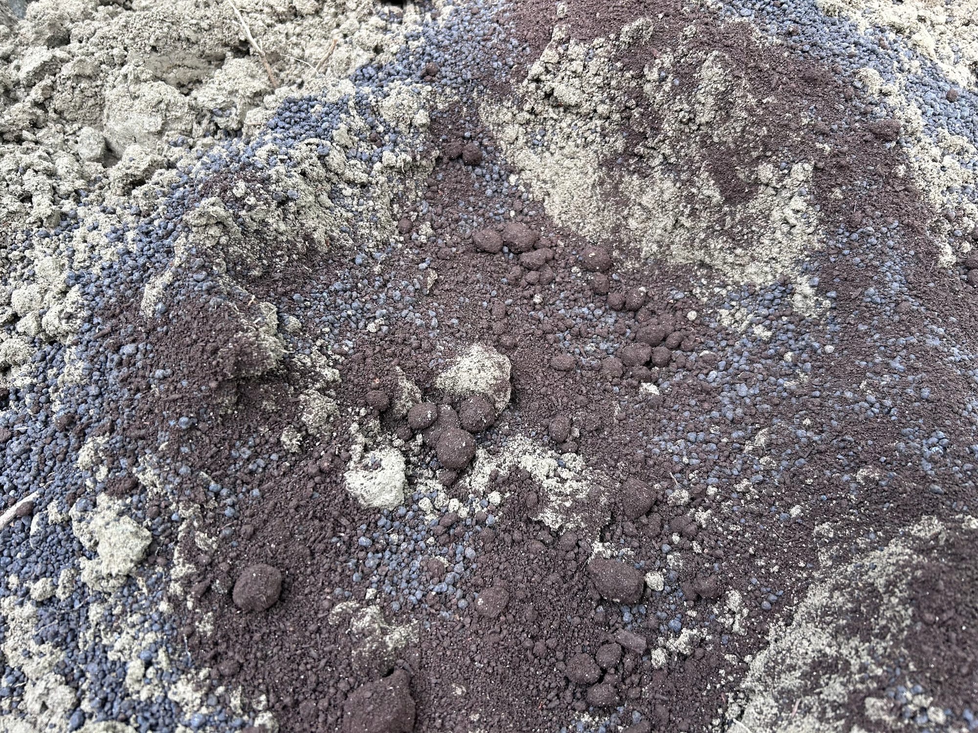 How to Grow Broccoli in Florida