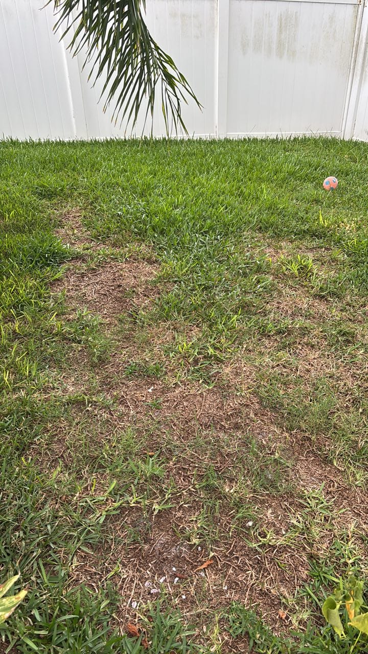 Chinch bugs infested St Augustine Grass