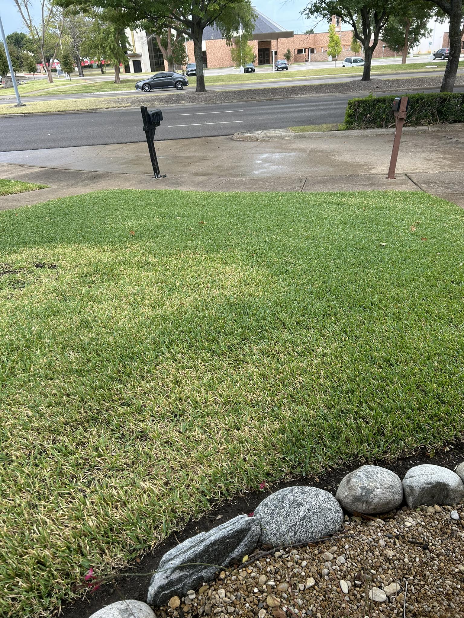 St Augustine grass turning pale