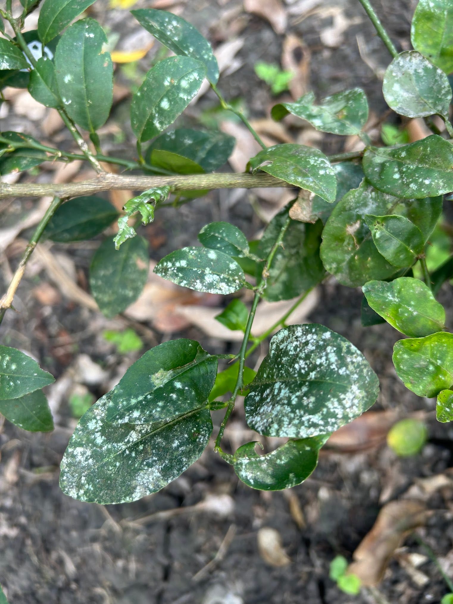 White spots on citrus leaves - white molds
