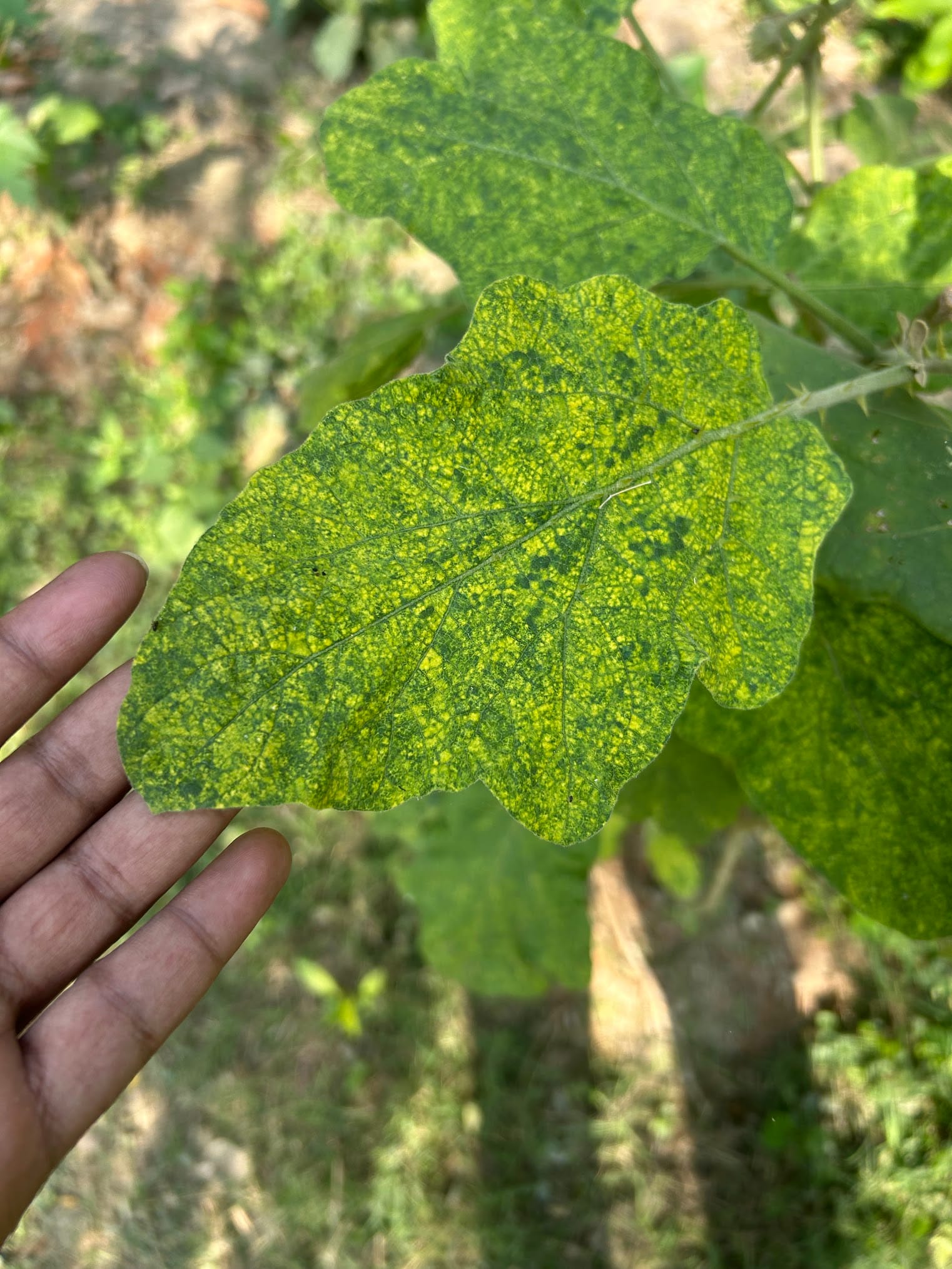 yellow spots on eggplant leaves