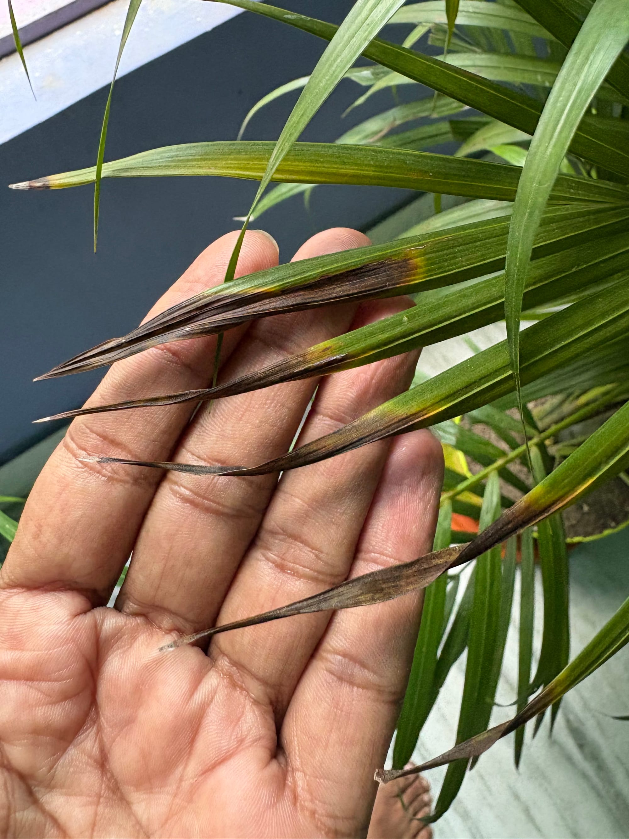 Areca palm leaf tips turning brown after repotting