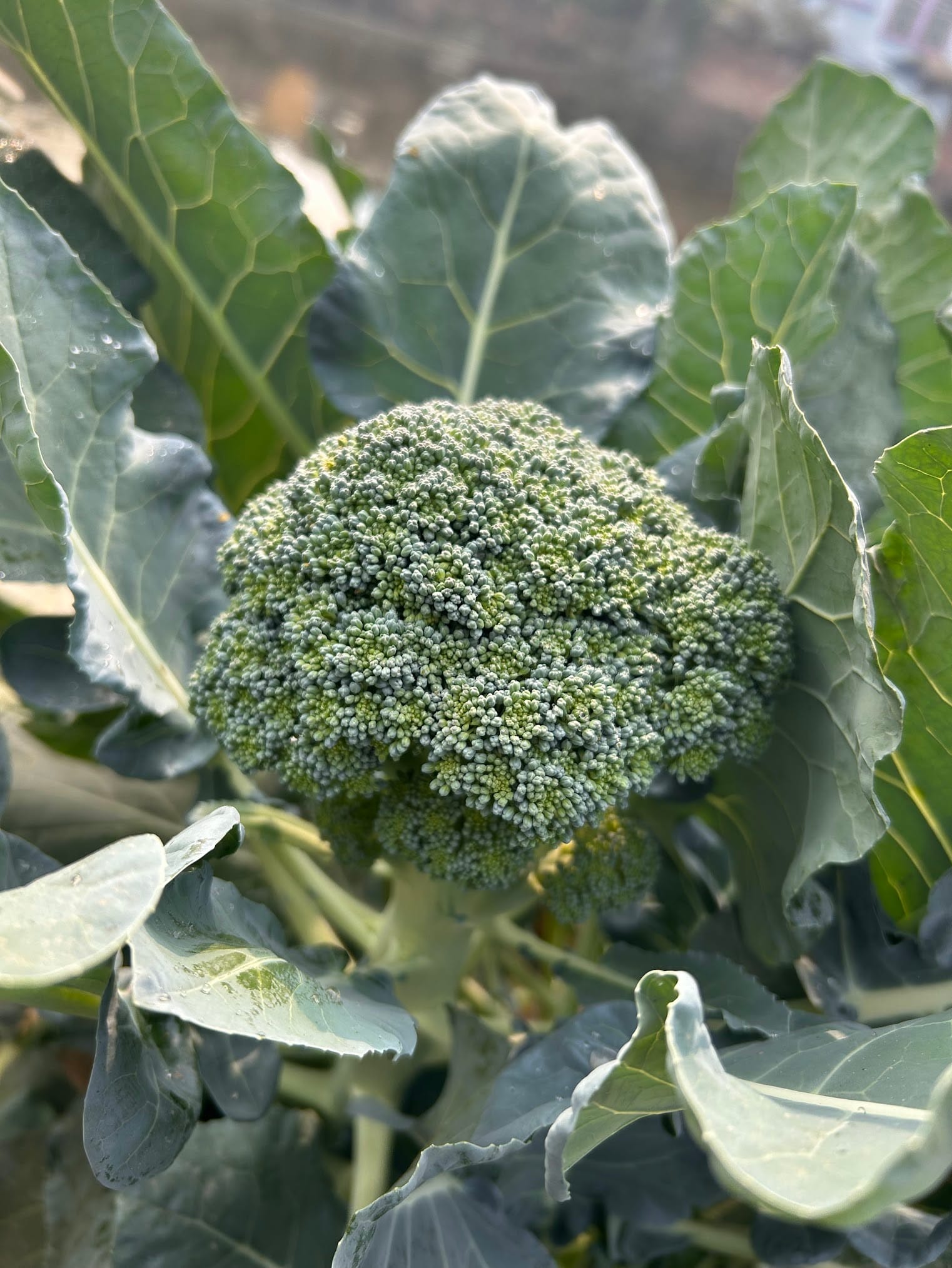 How to Grow Broccoli in Florida