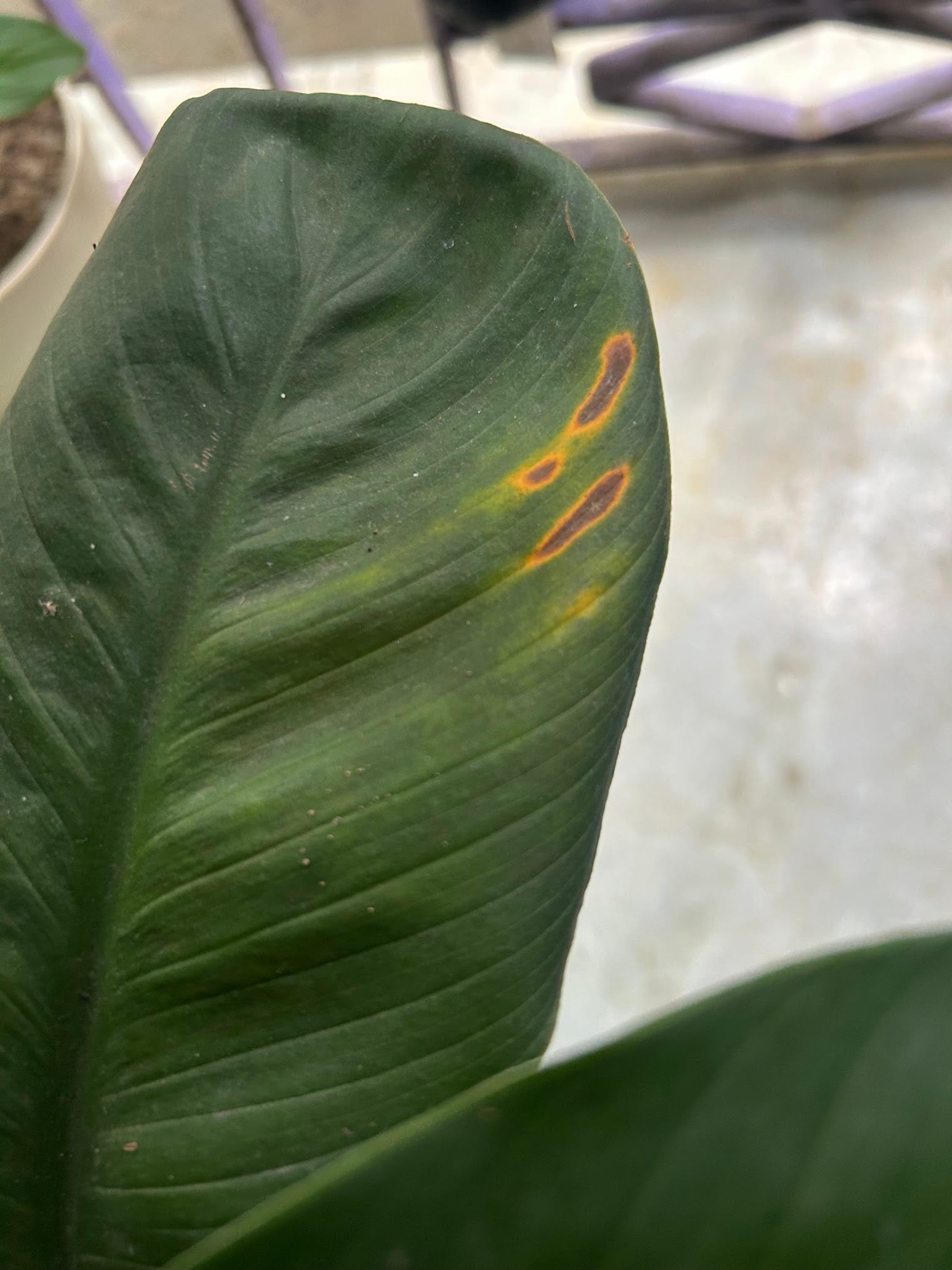 Brown patches on peace lily leaf