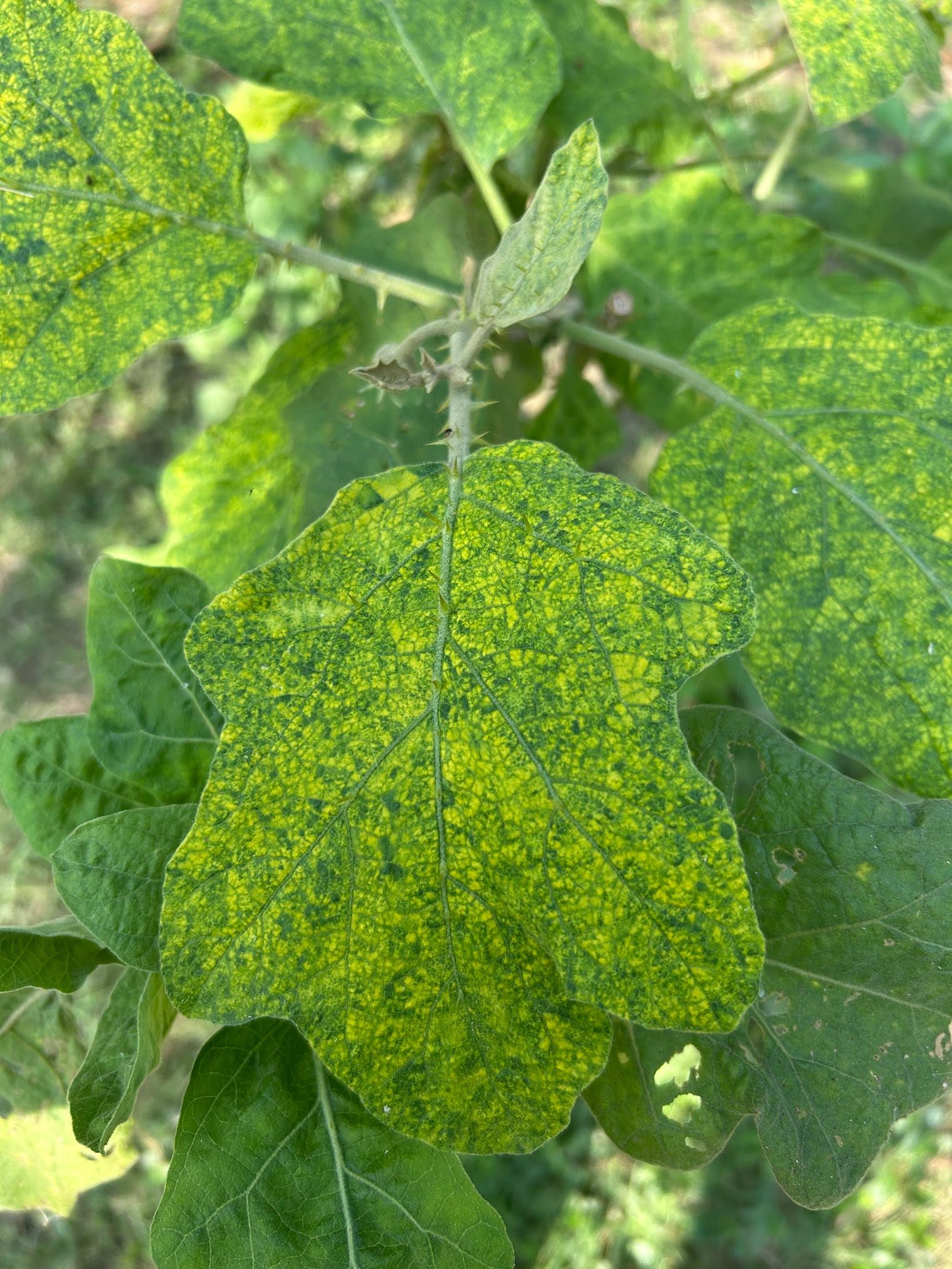 Eggplant - Spider mites
