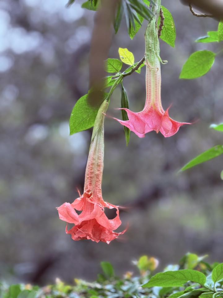 Angel's trumpet