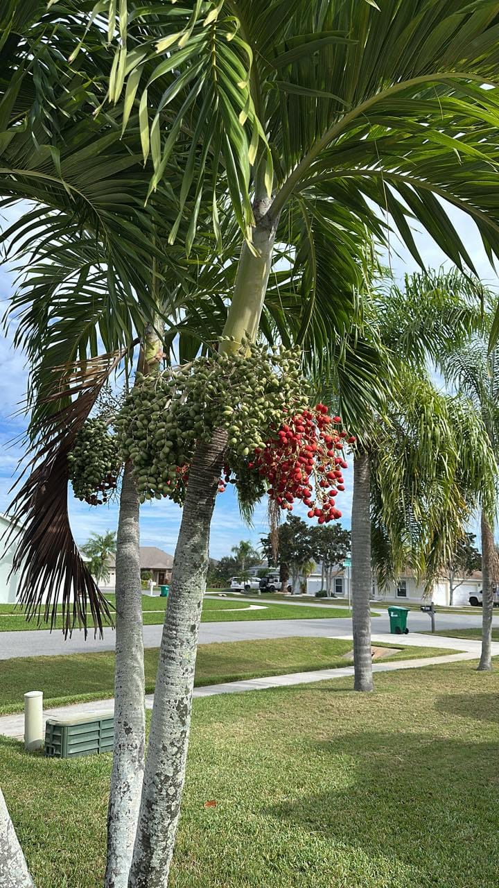 Grow Christmas Palms from Seeds