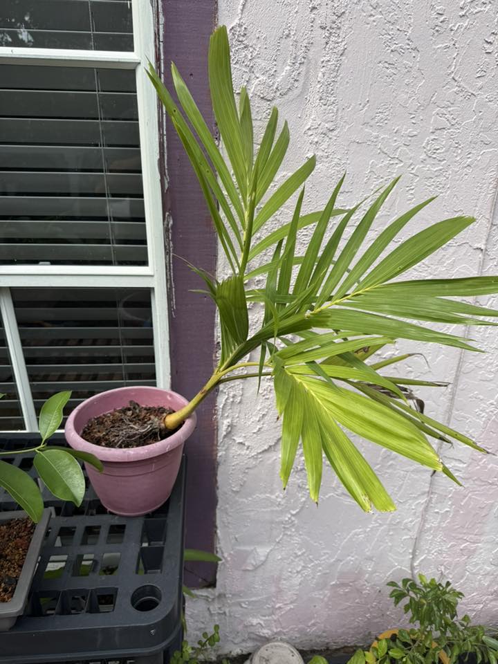 How to Grow Christmas Palms from Seeds