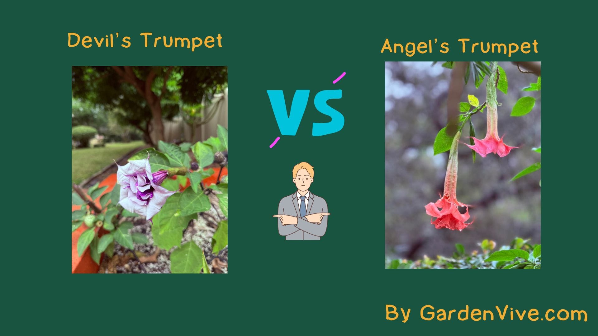 Devil’s Trumpet vs Angel’s Trumpet