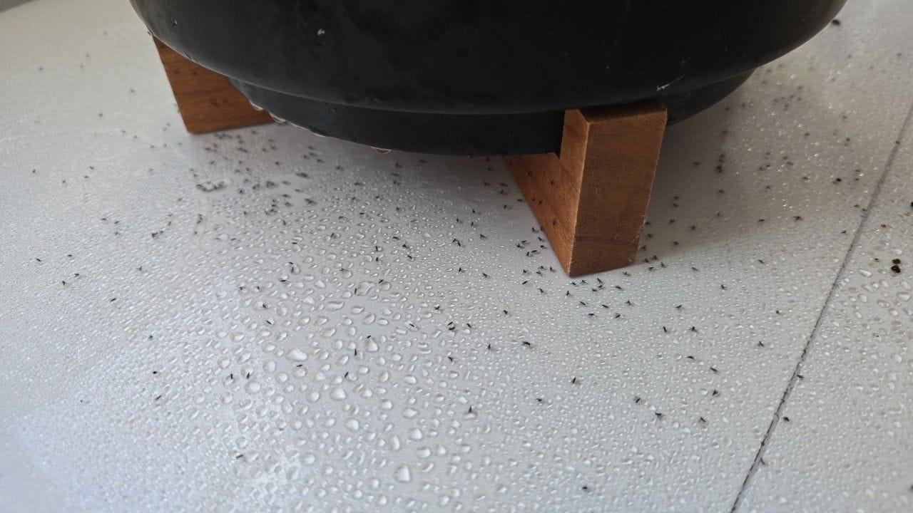 How to get rid of Gnats