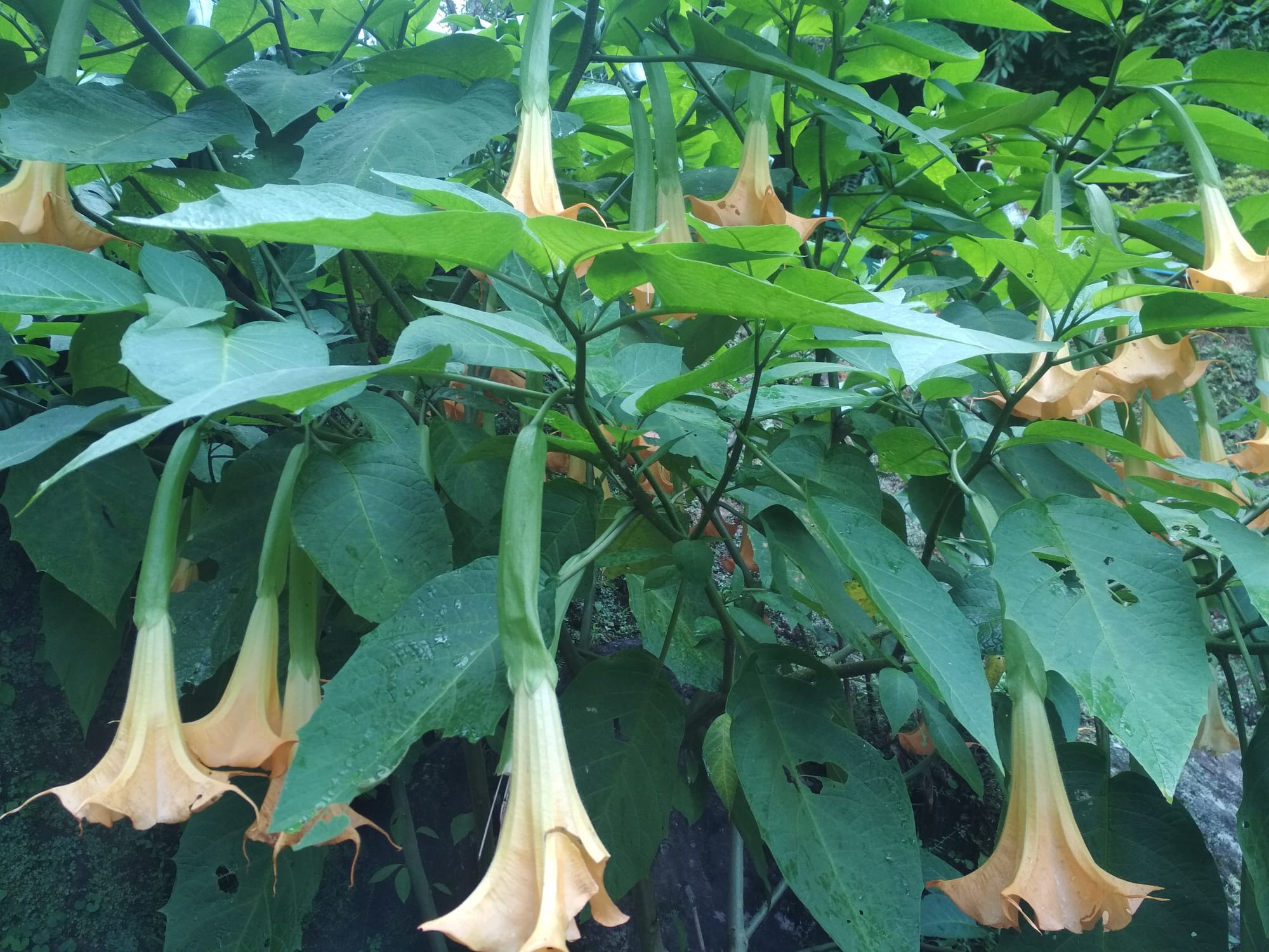 Yellow Angel's Trumpet
