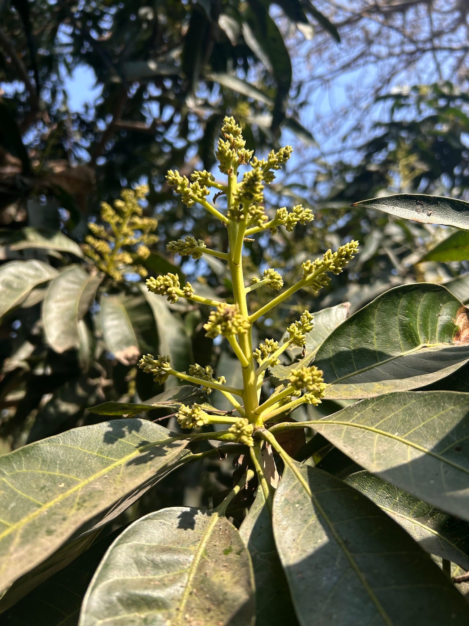 Mango blooming in November - Florida