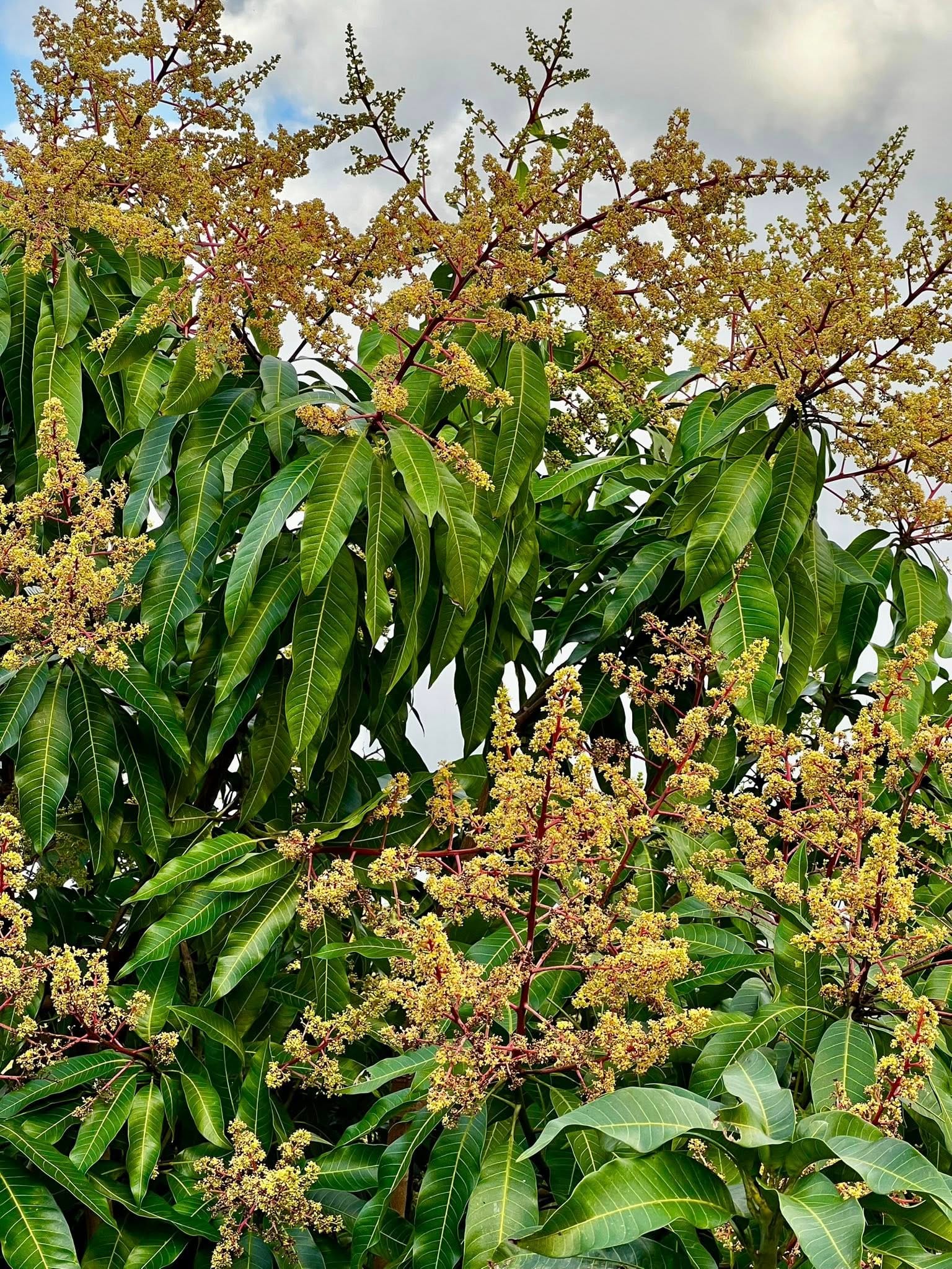 Mango blooming in December in Florida