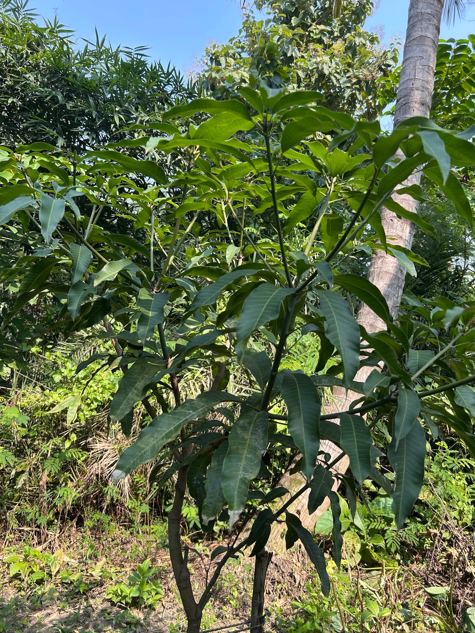 Mango tree bushier after pruning