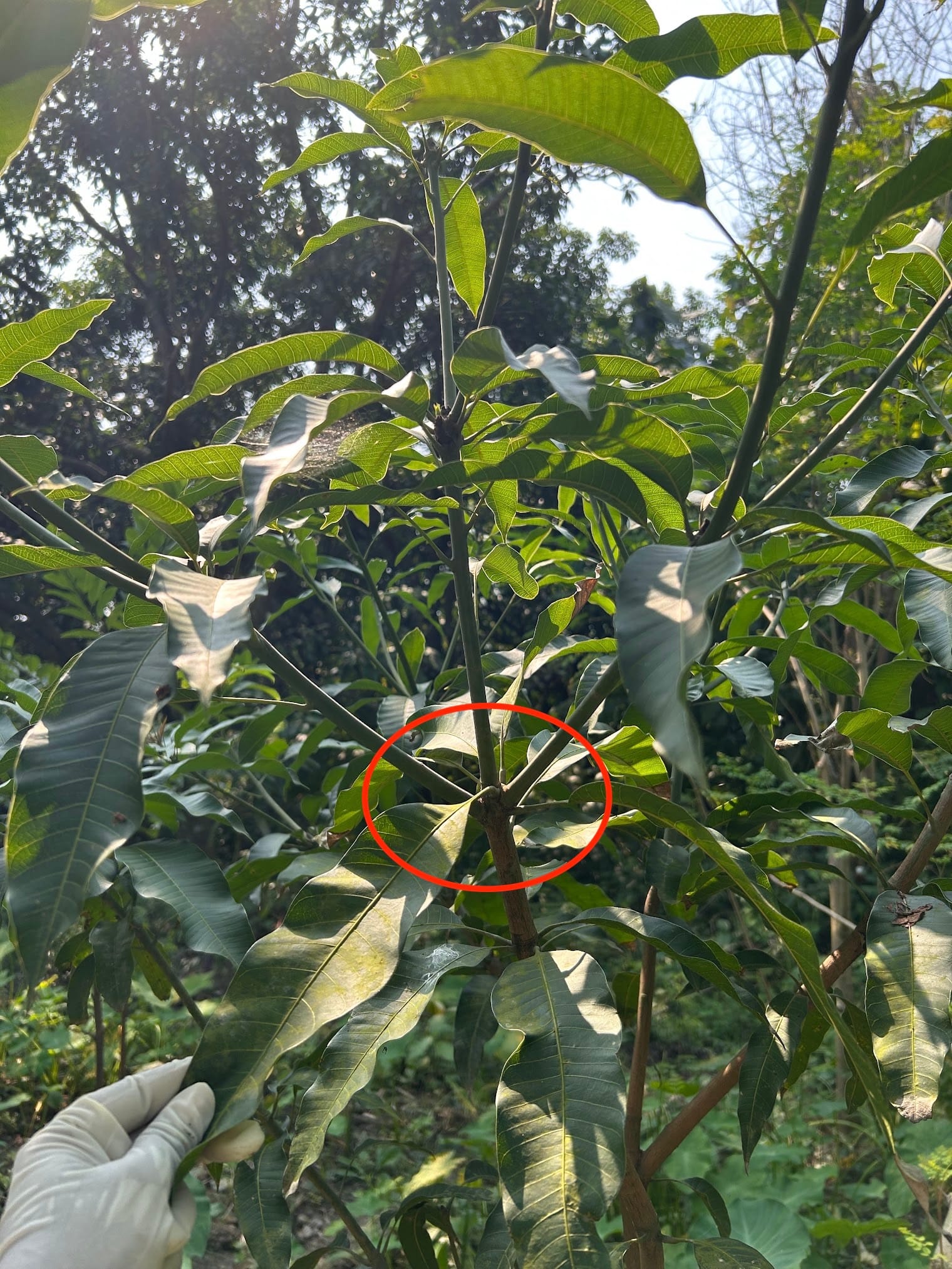 Mango pruning in Florida