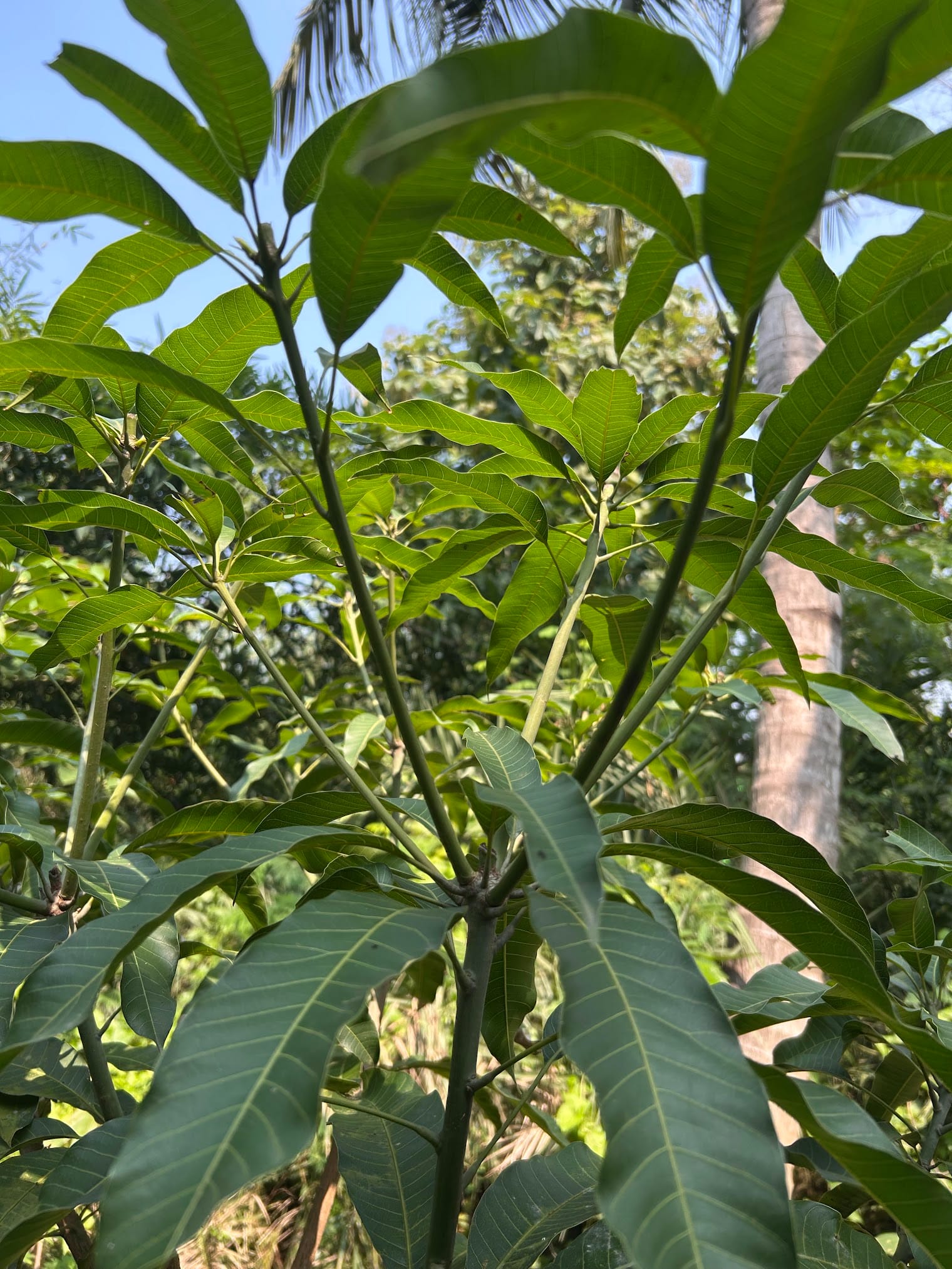 Pruning guide for a mango tree