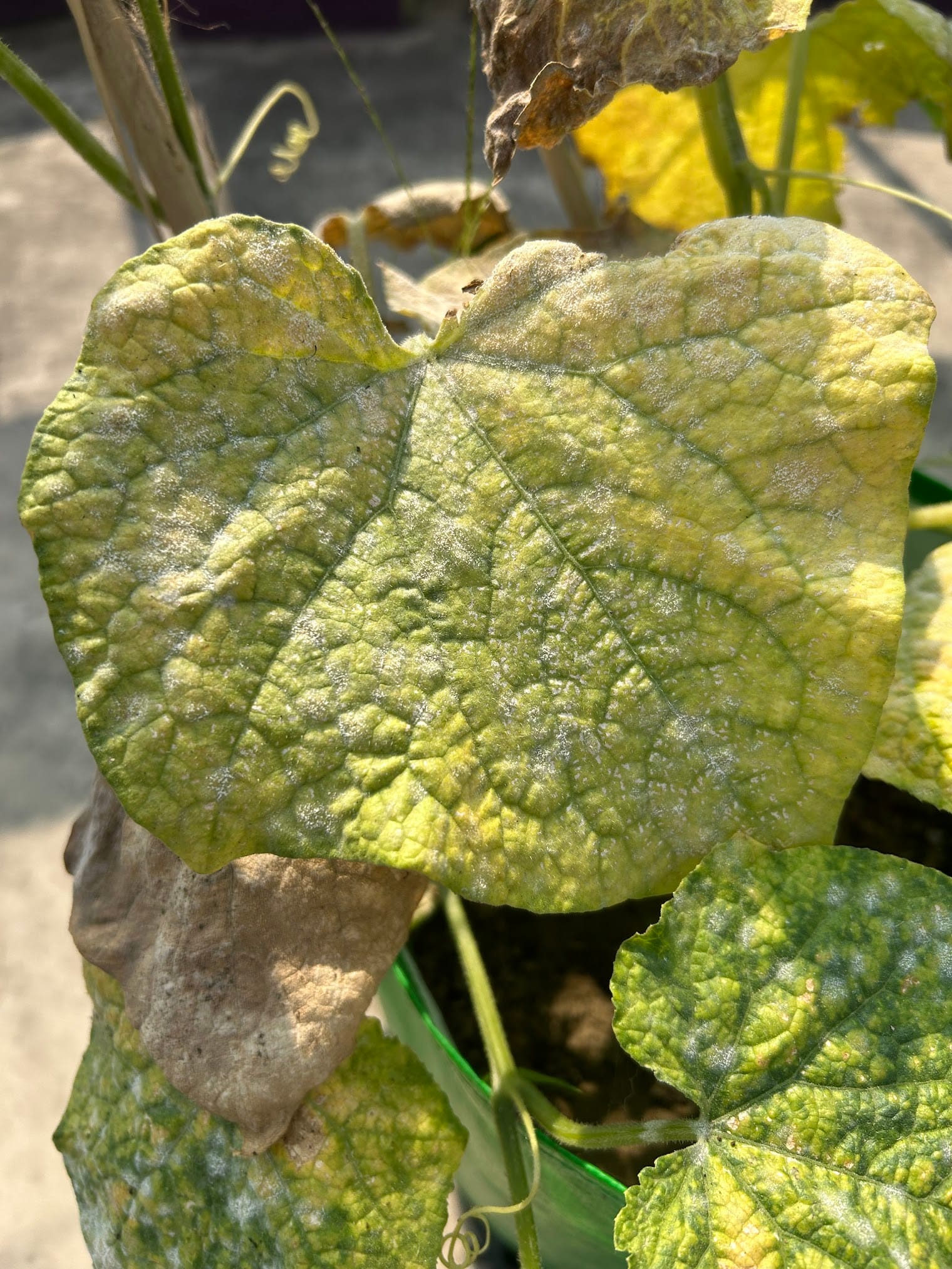 Powdery mildew on cucumber leaves