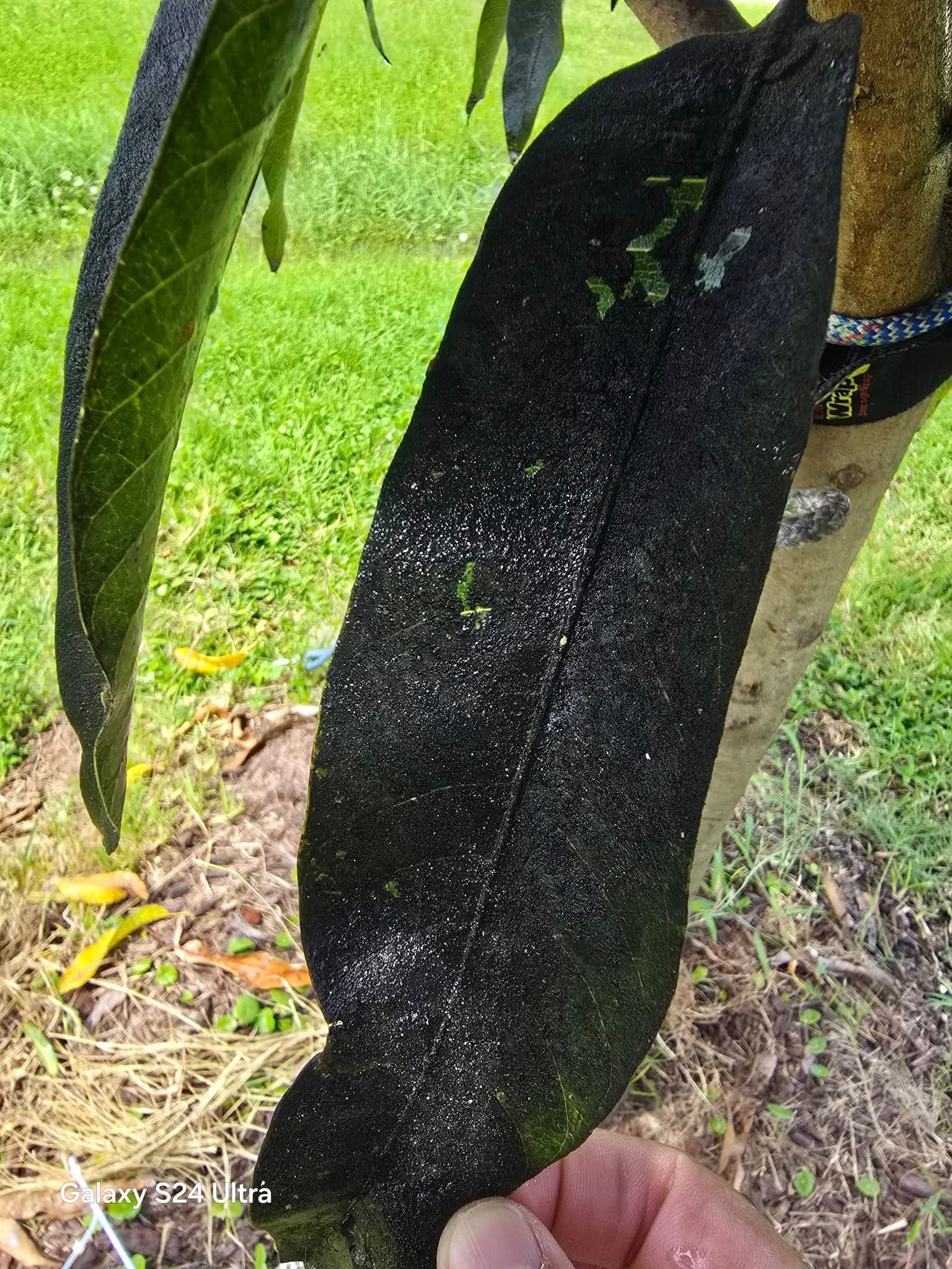 Sooty mold on Mango leaf