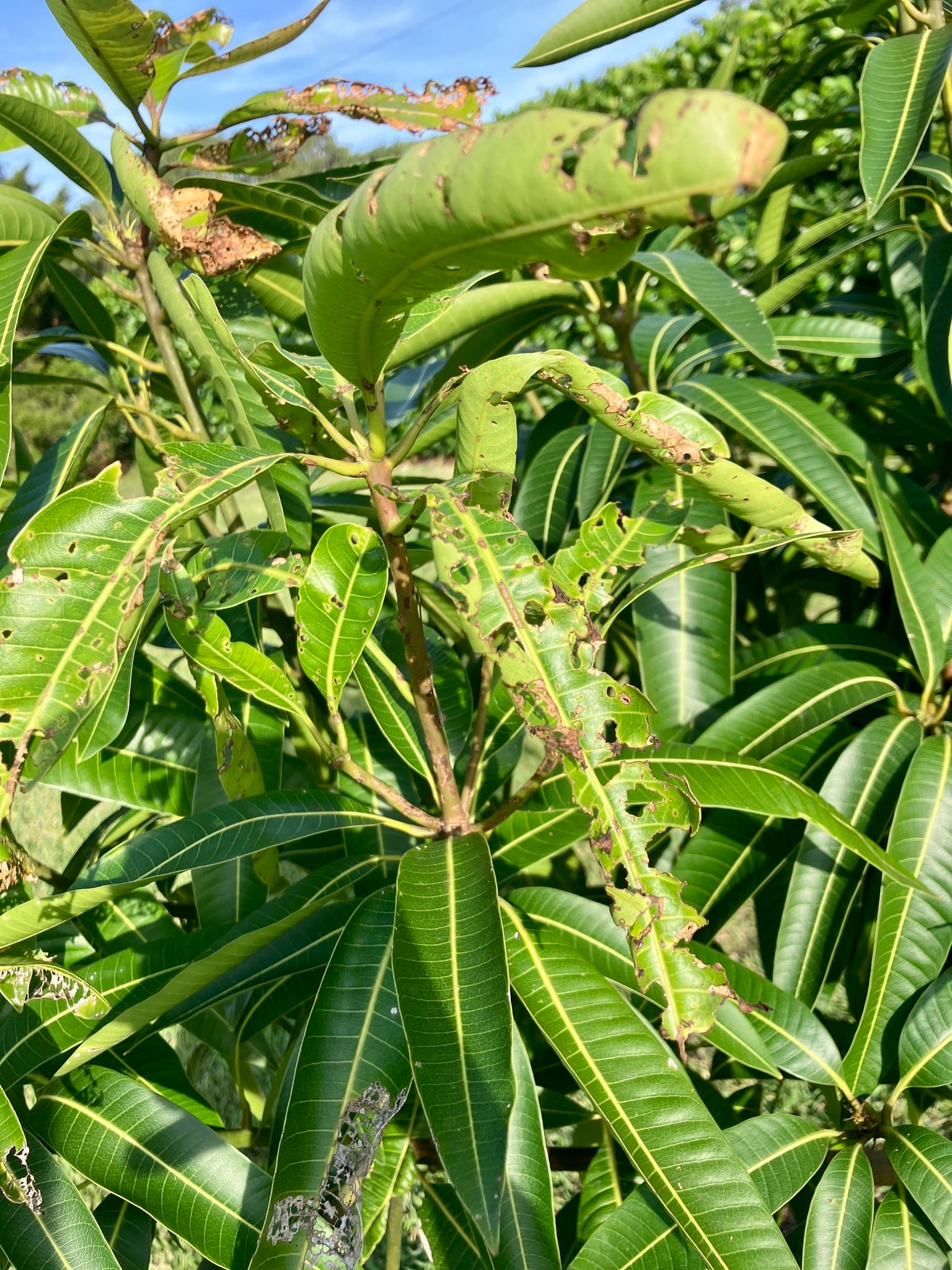 Sri Lanka Weevil damaged mango leaves