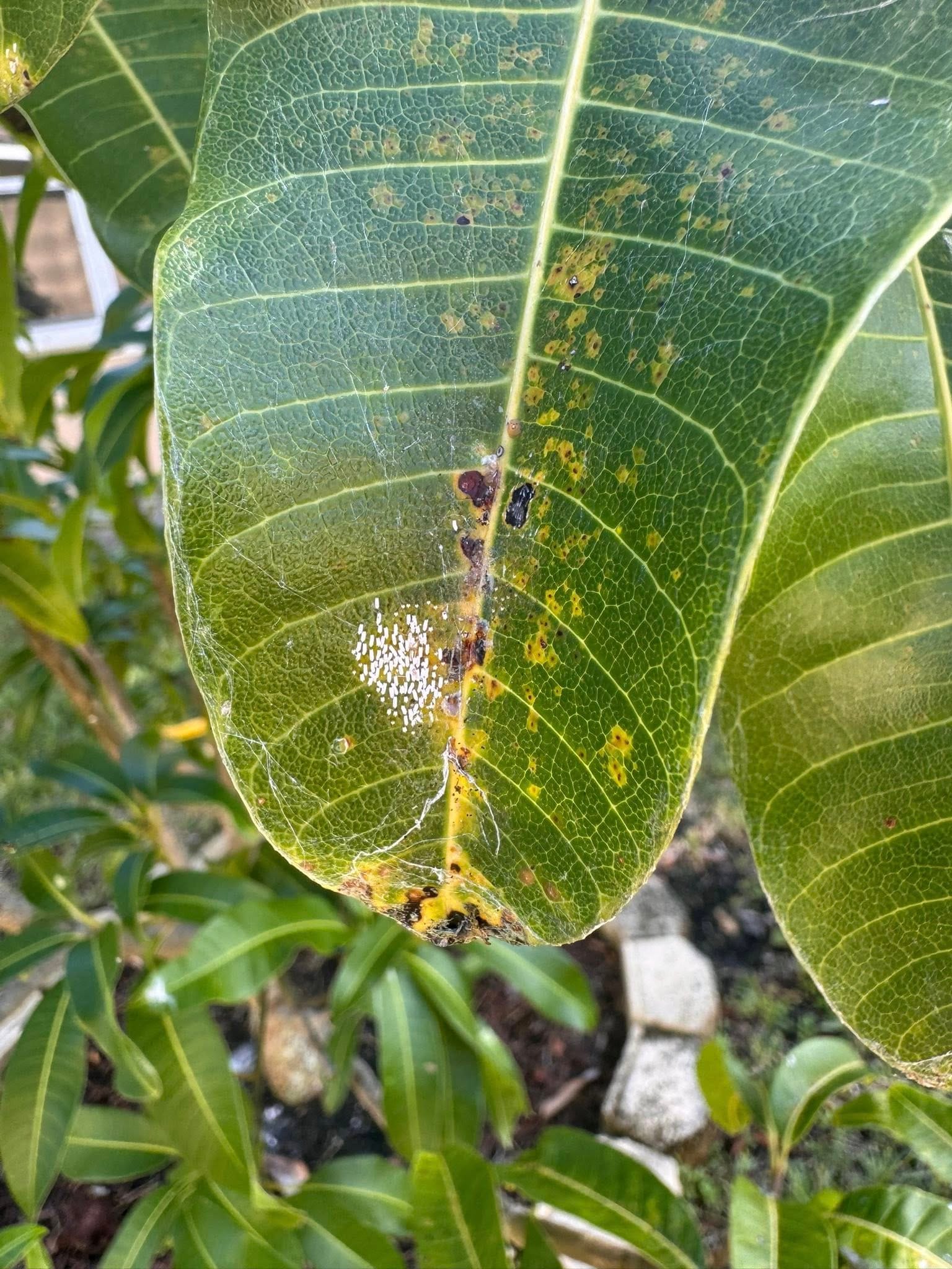White scale on Mango leaf