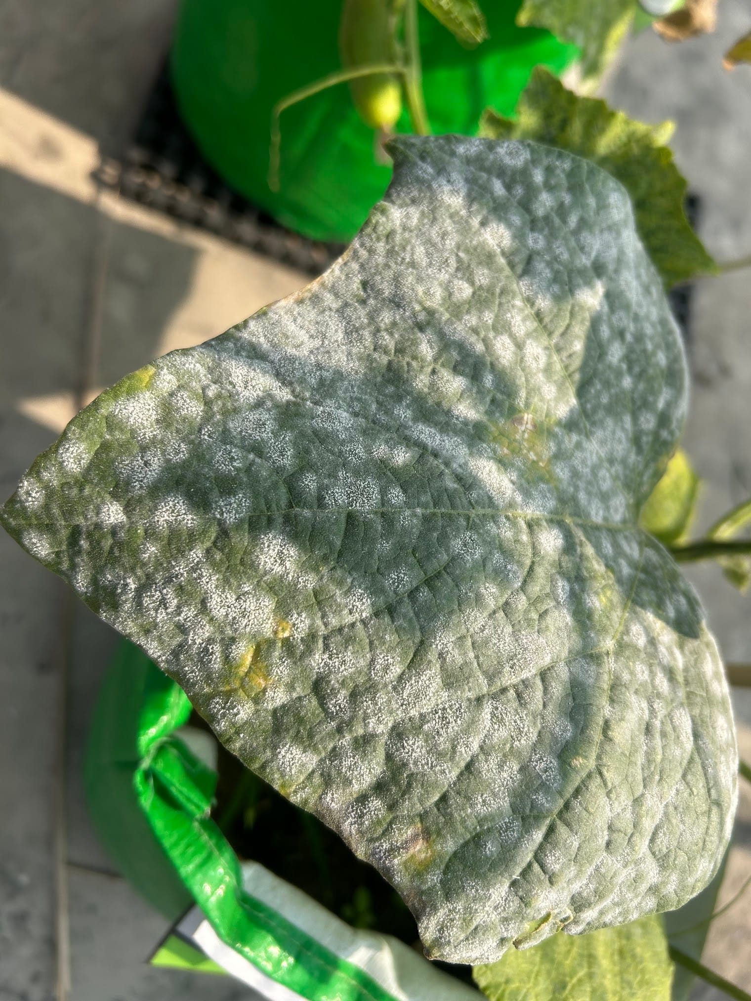 white spots on cucumber leaves