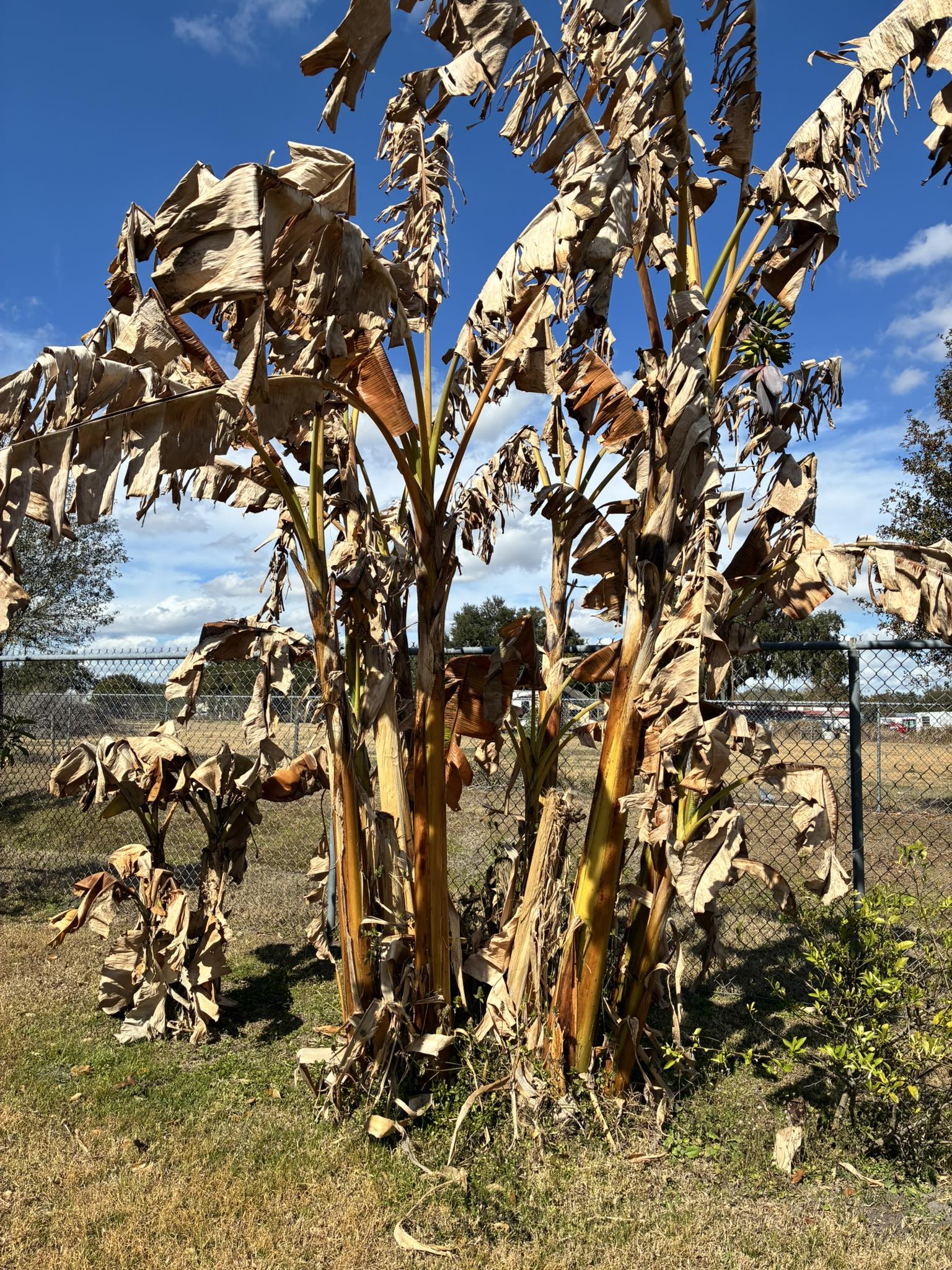 Banana tree after cold front