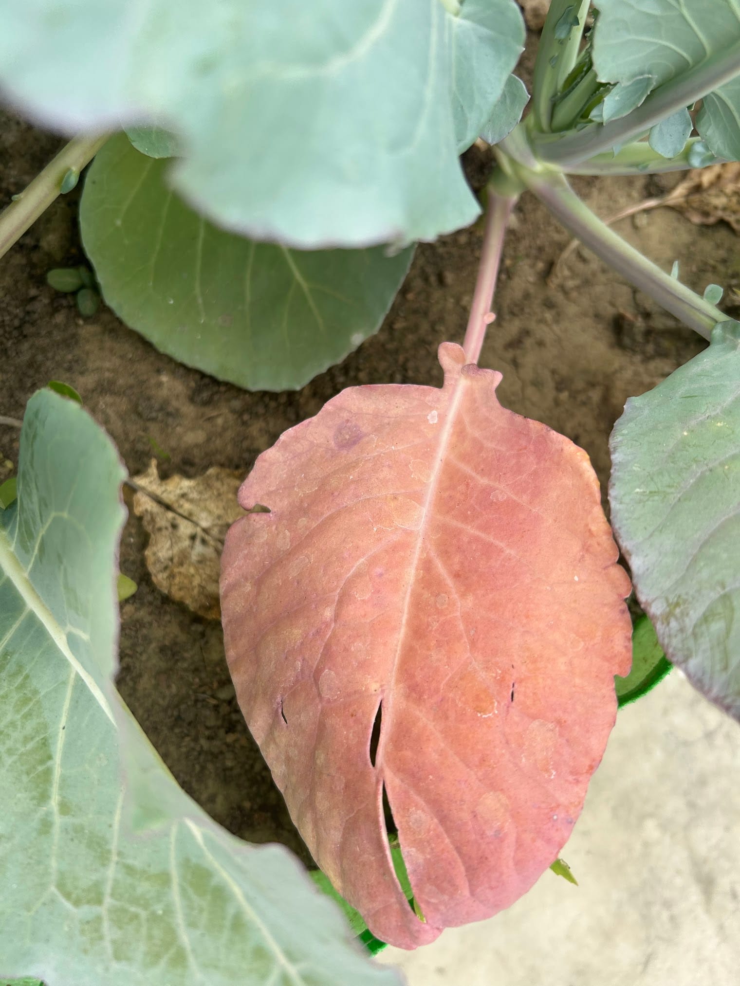 Leaf turning purple due to too much sun