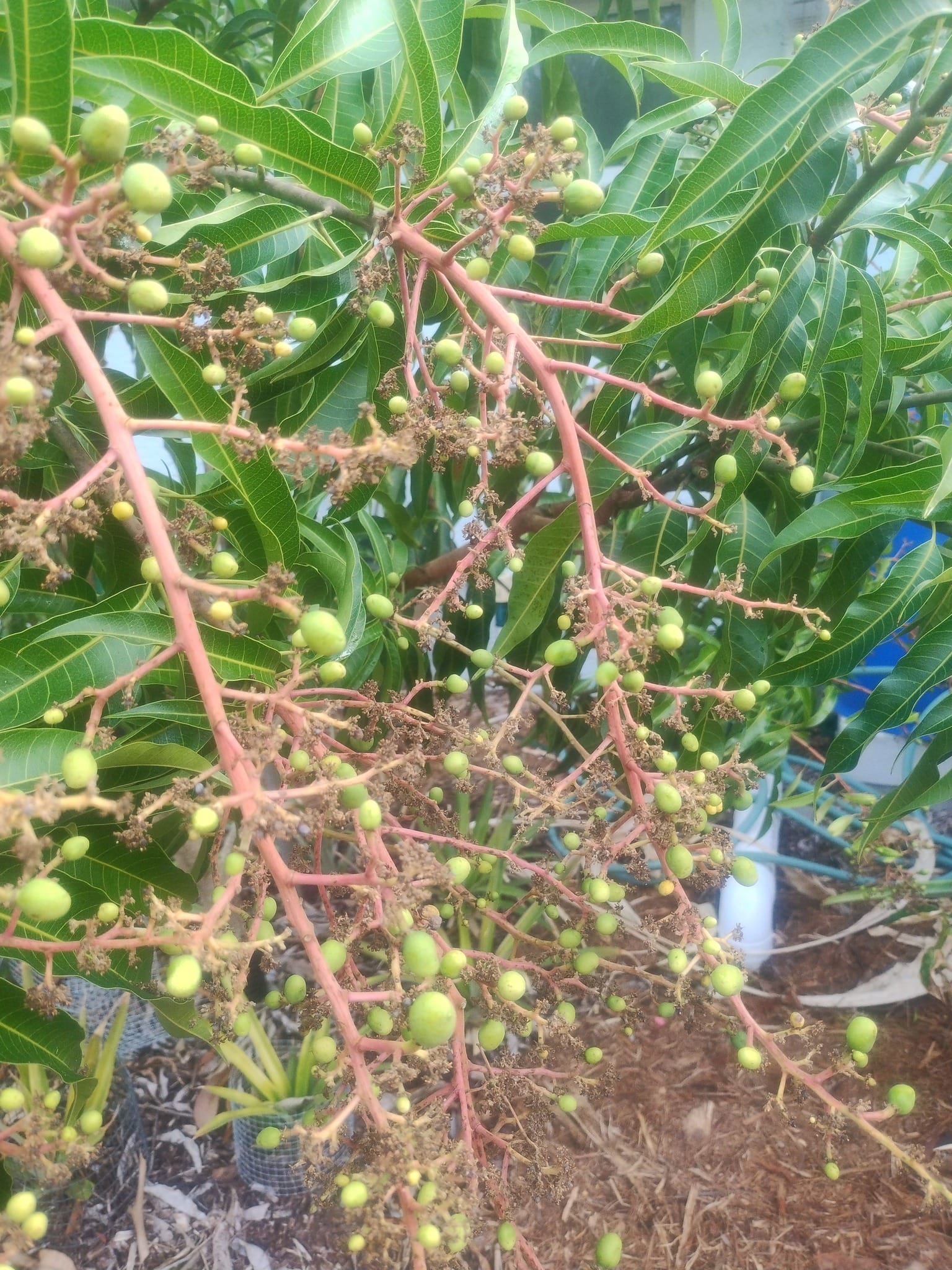 Rosigold mango in Florida