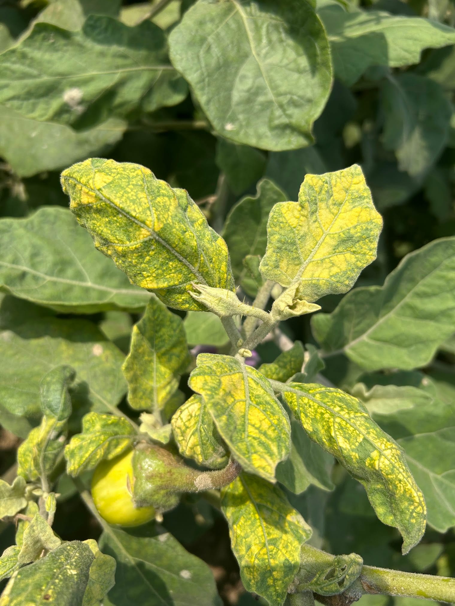 Yellow spots on eggplant leaves