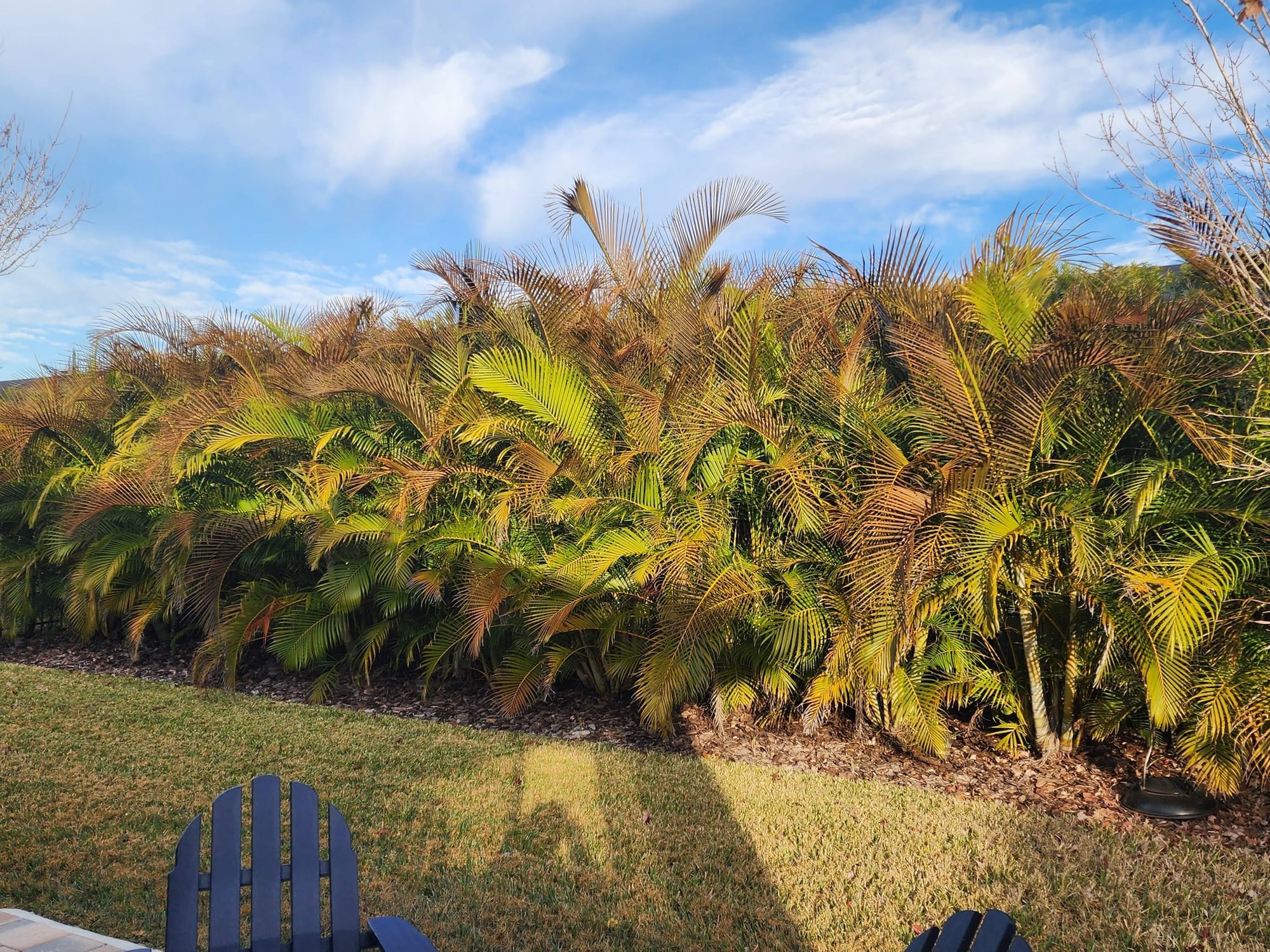 Cold damage - Areca palm leaves turning brown due to cold