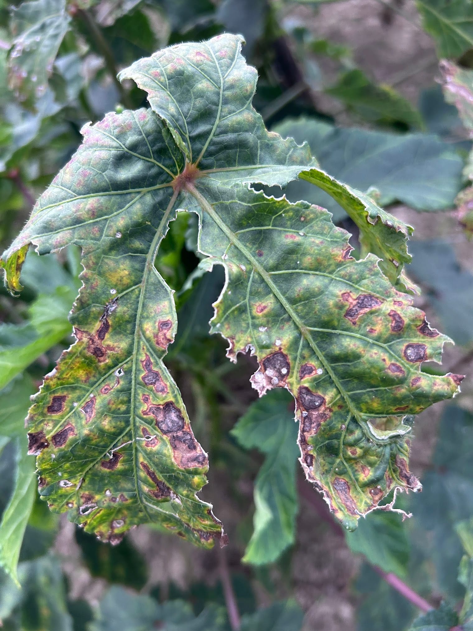 Brown spots on okra leaves