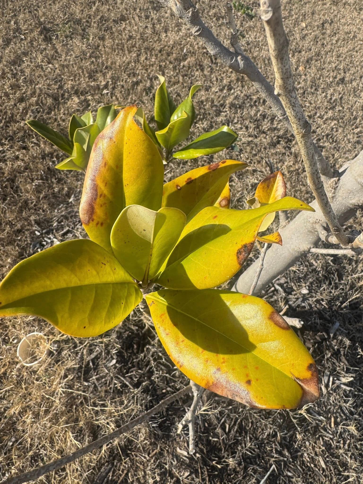 Magnolia leaves browning due to lack of acid