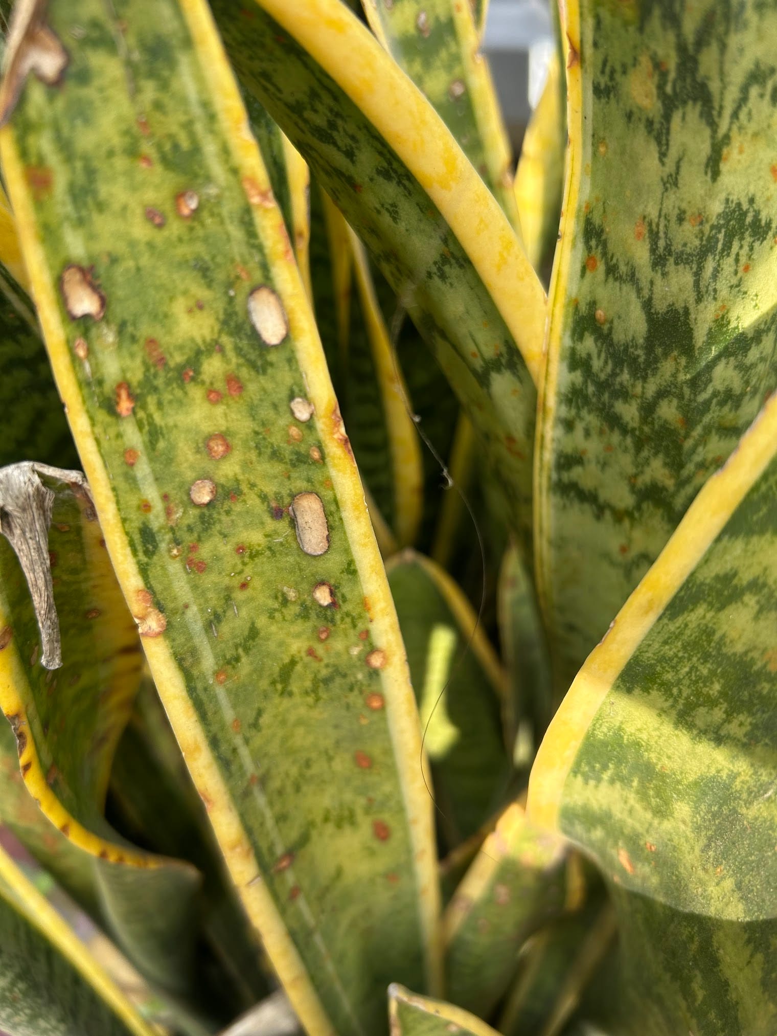 Brown spots on snake plant leaves