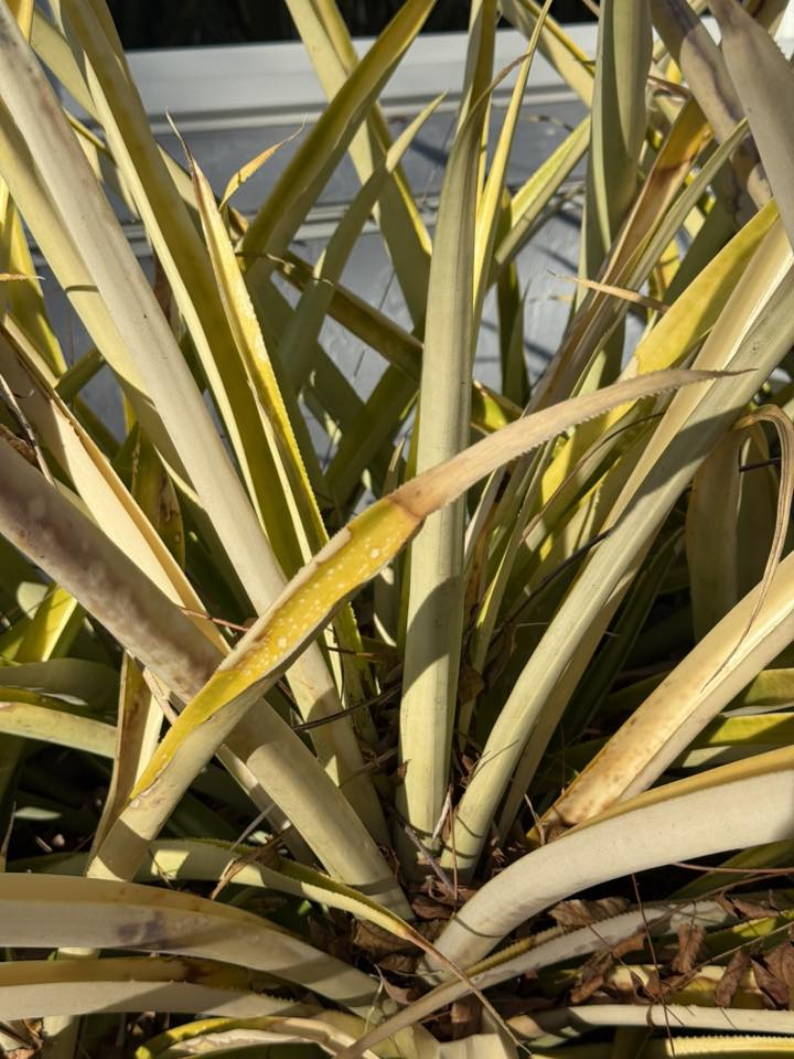 Cold damaged pineapple plant